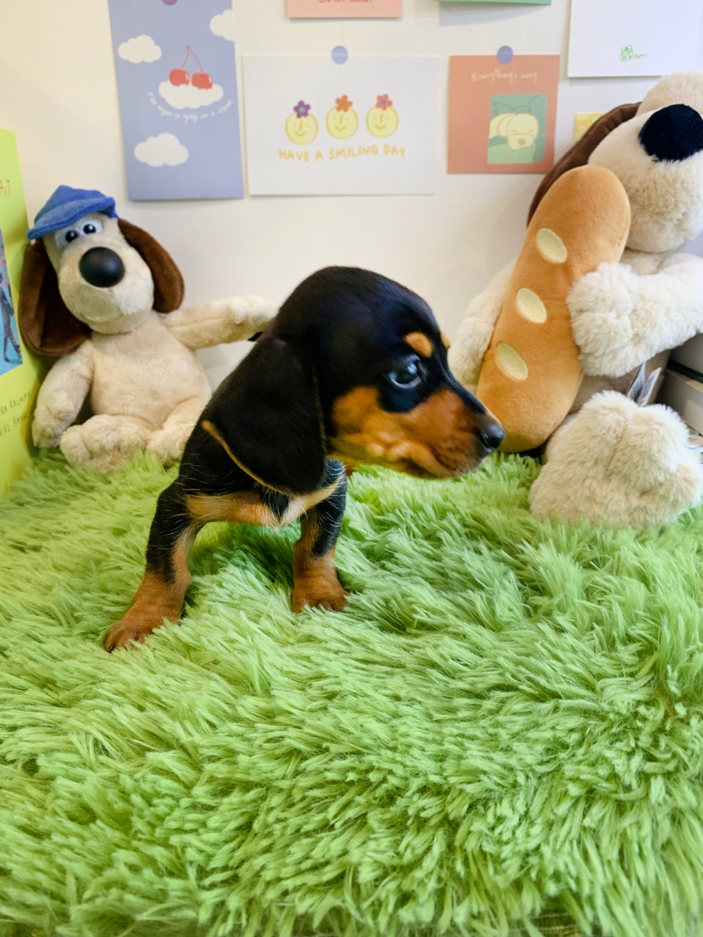 Dachshund- Kammy (Singapore shipping fee included)