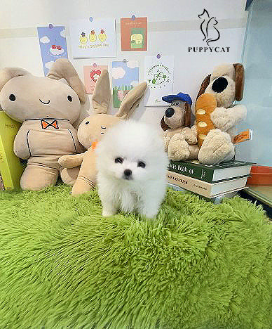 Pomeranian-Tiffany (Singapore shipping fee included)