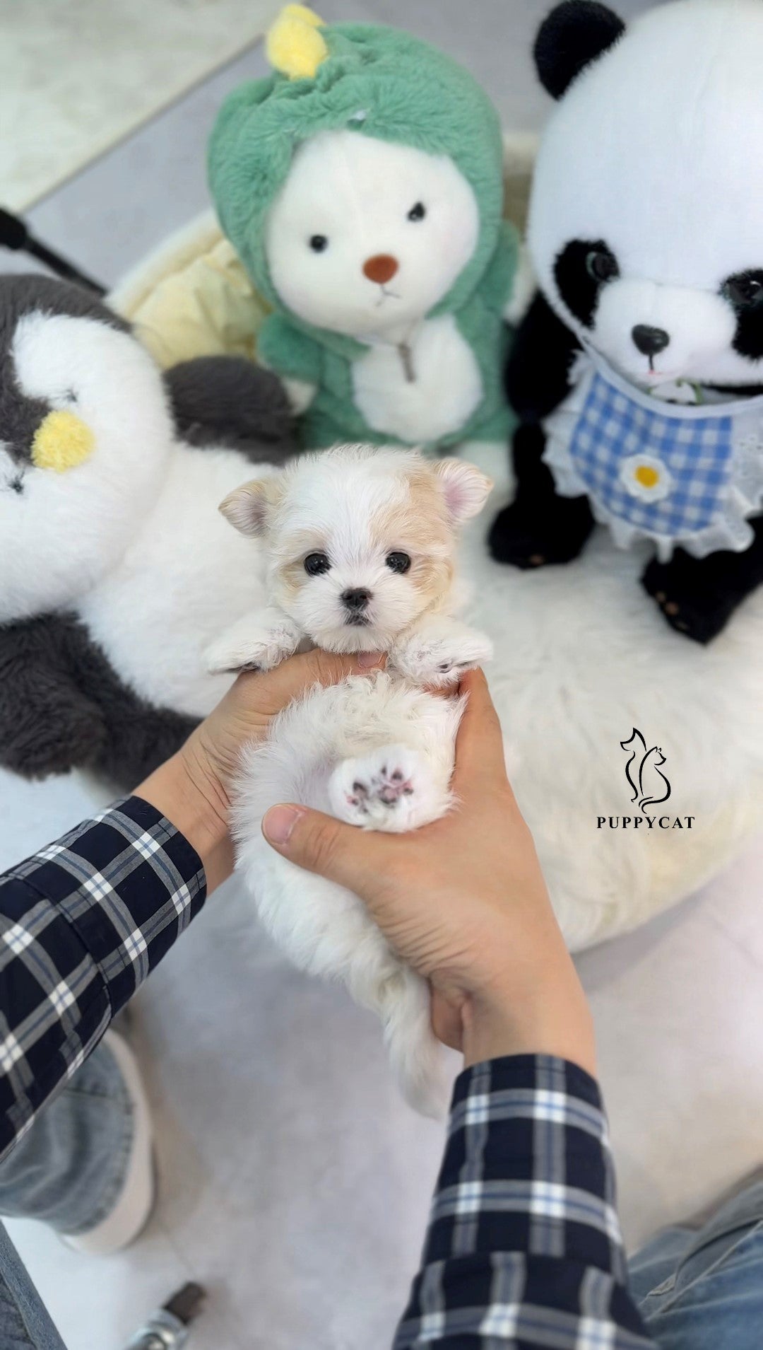 Mini Maltipoo- Jack (Singapore shipping fee included)