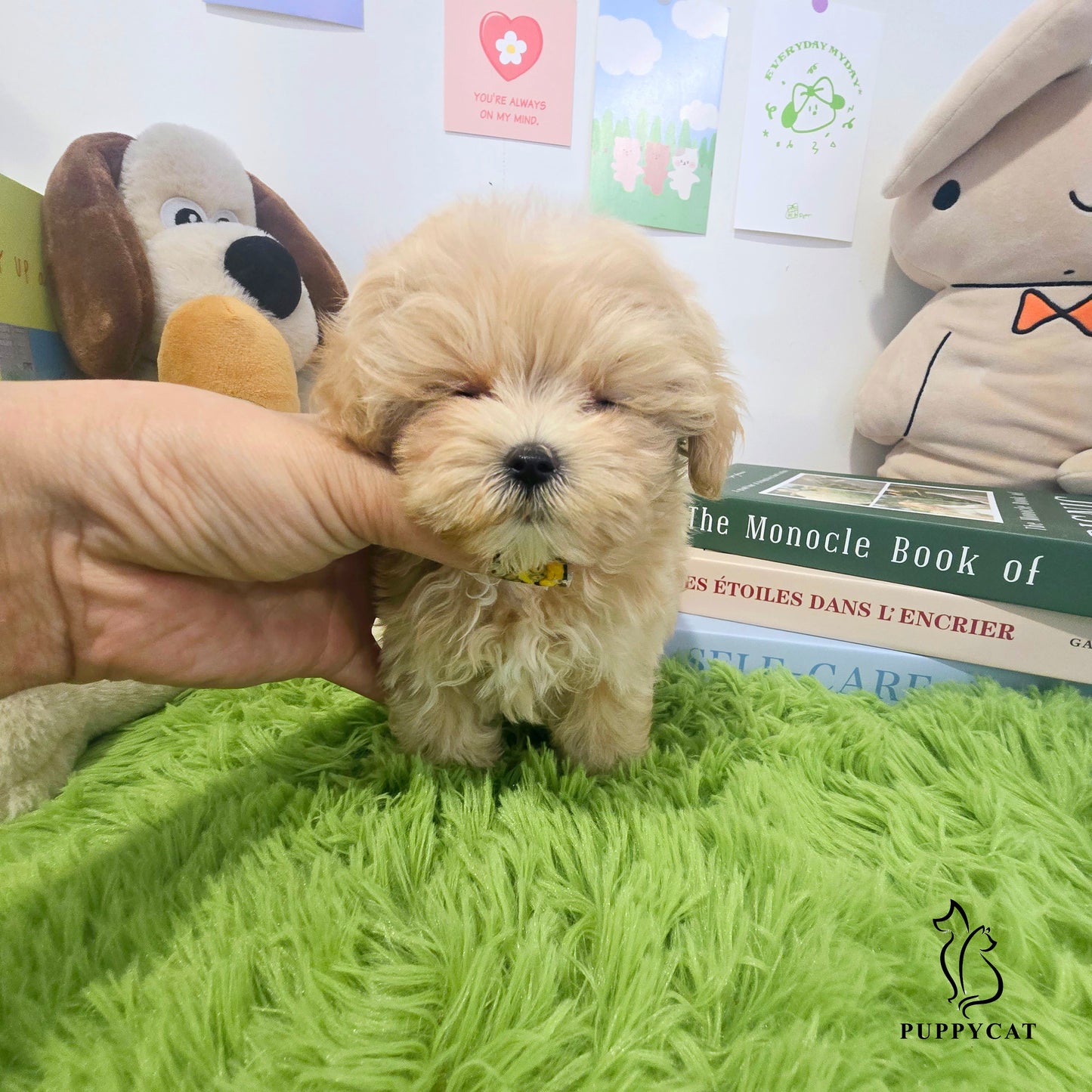 Mini Maltipoo for sale-Hera