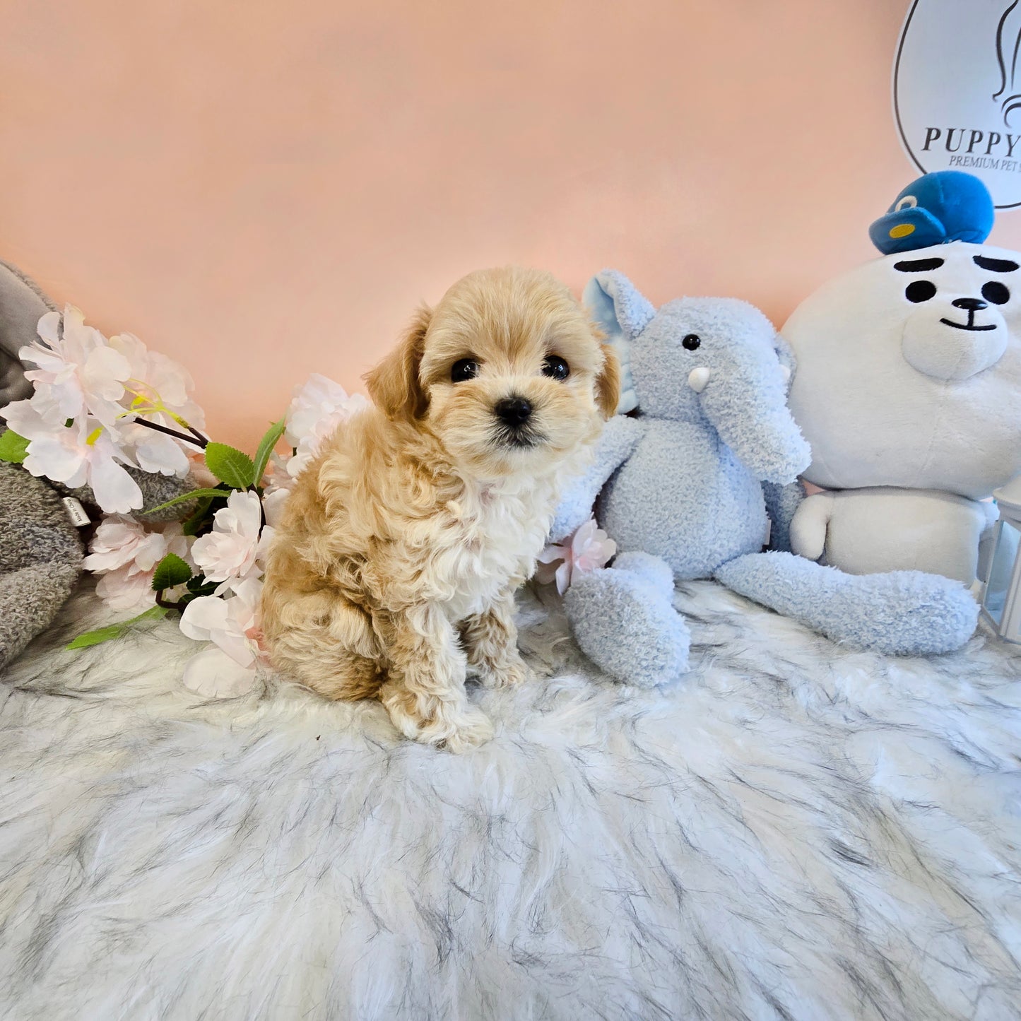Mini Maltipoo- NATASHA (Singapore shipping fee included)