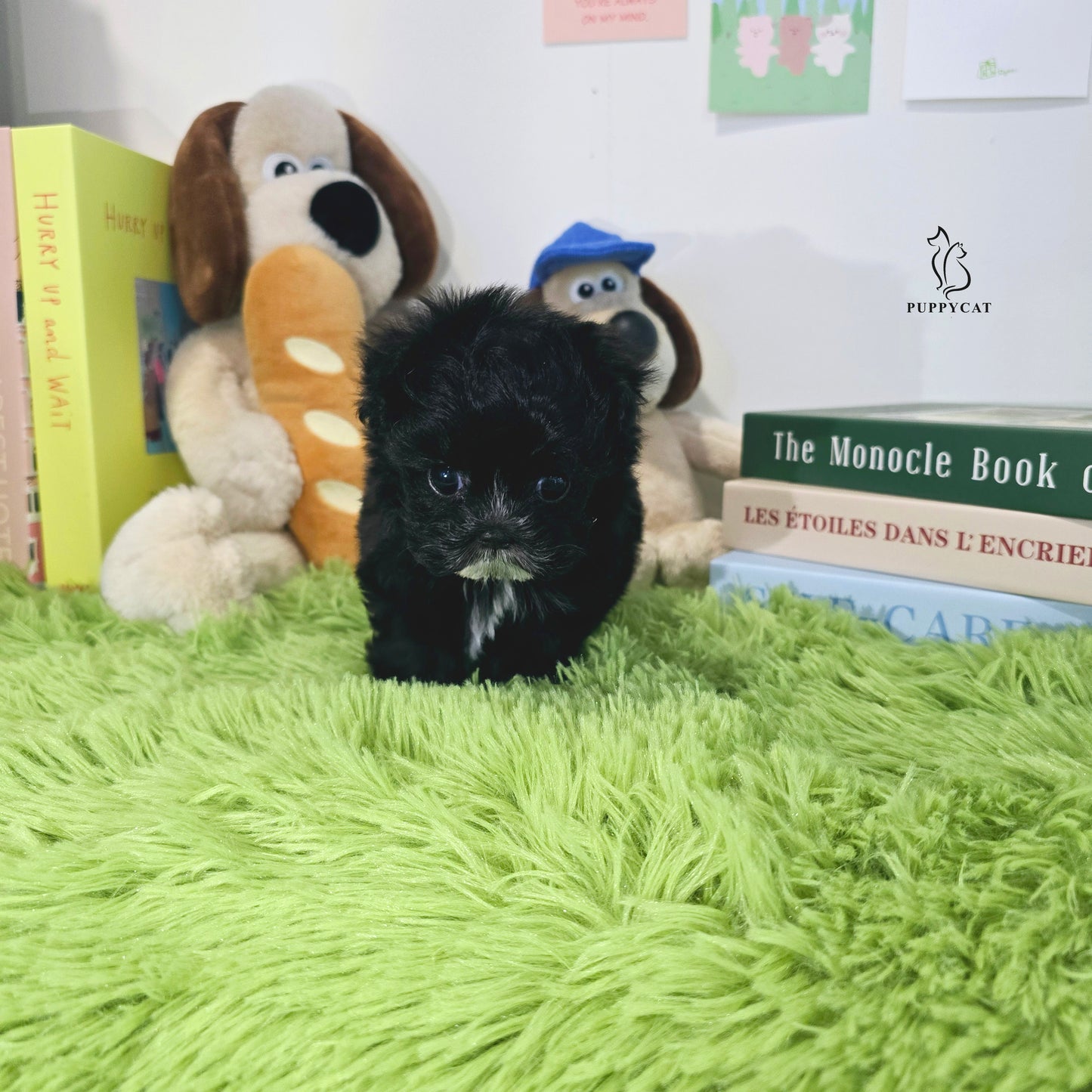 Mini Maltipoo for sale-Burch