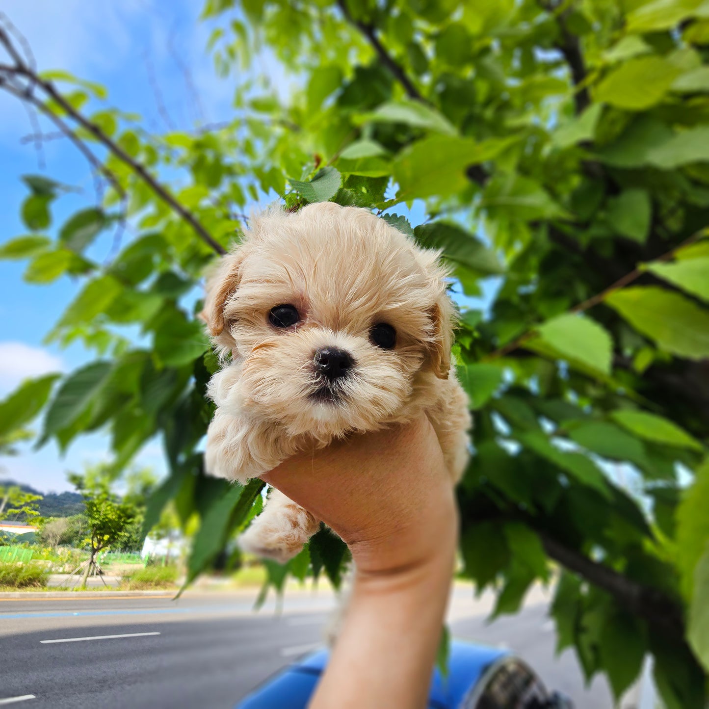 Mini Maltipoo for sale-Mickey
