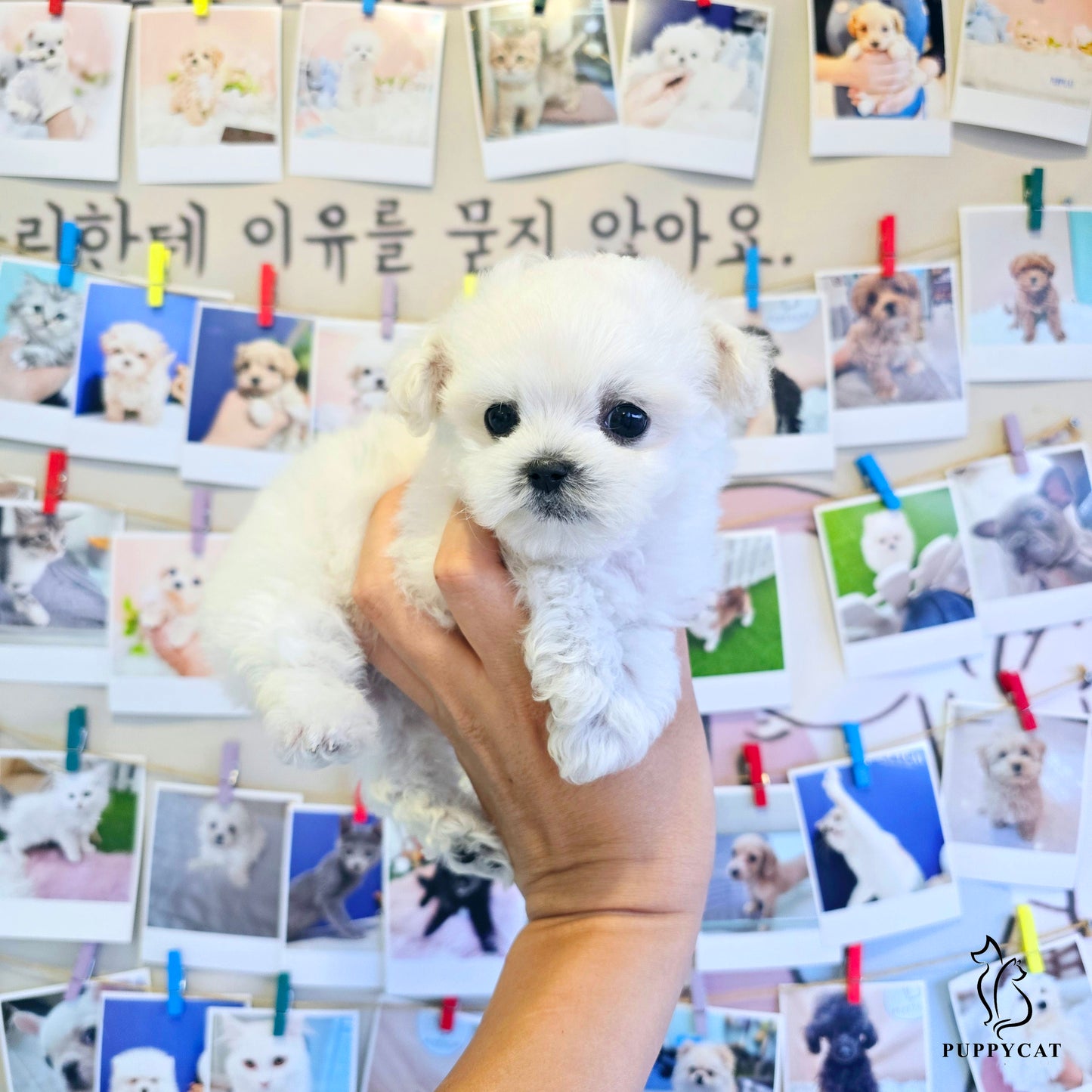 Mini Bichon Frise for sale-Tory