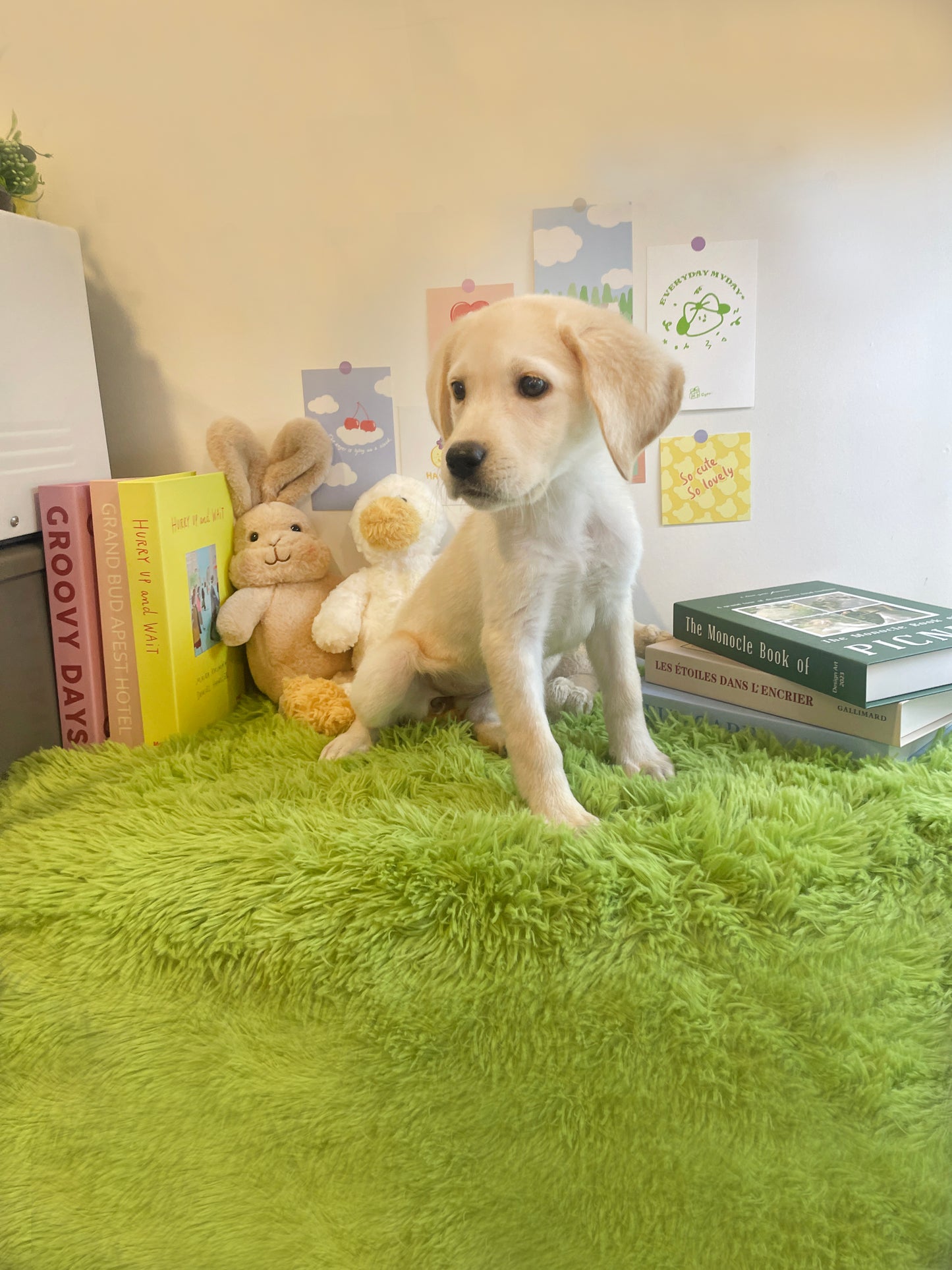 Retriever- Mungchi (Singapore shipping fee included)