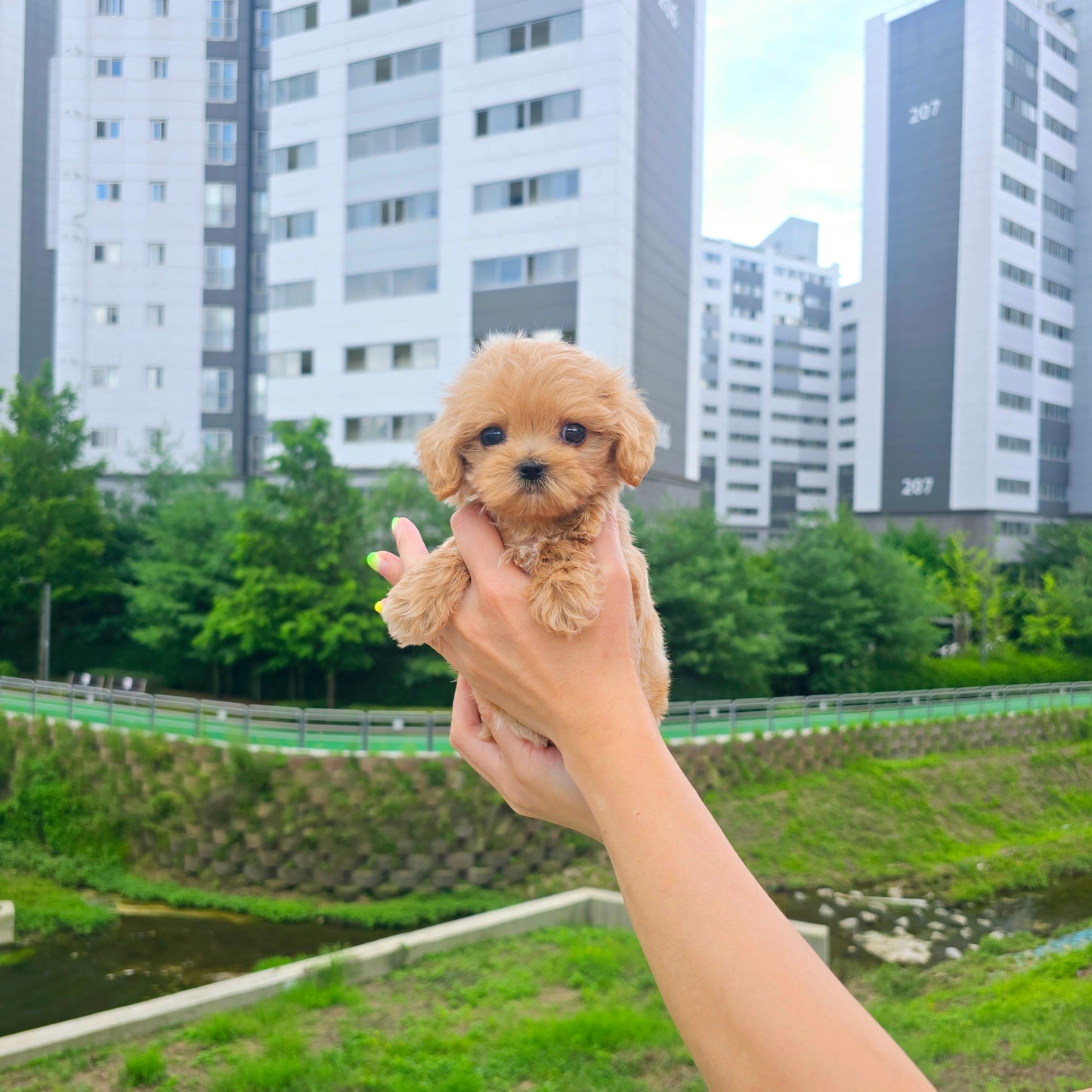 Mini Maltipoo for sale-Cherry
