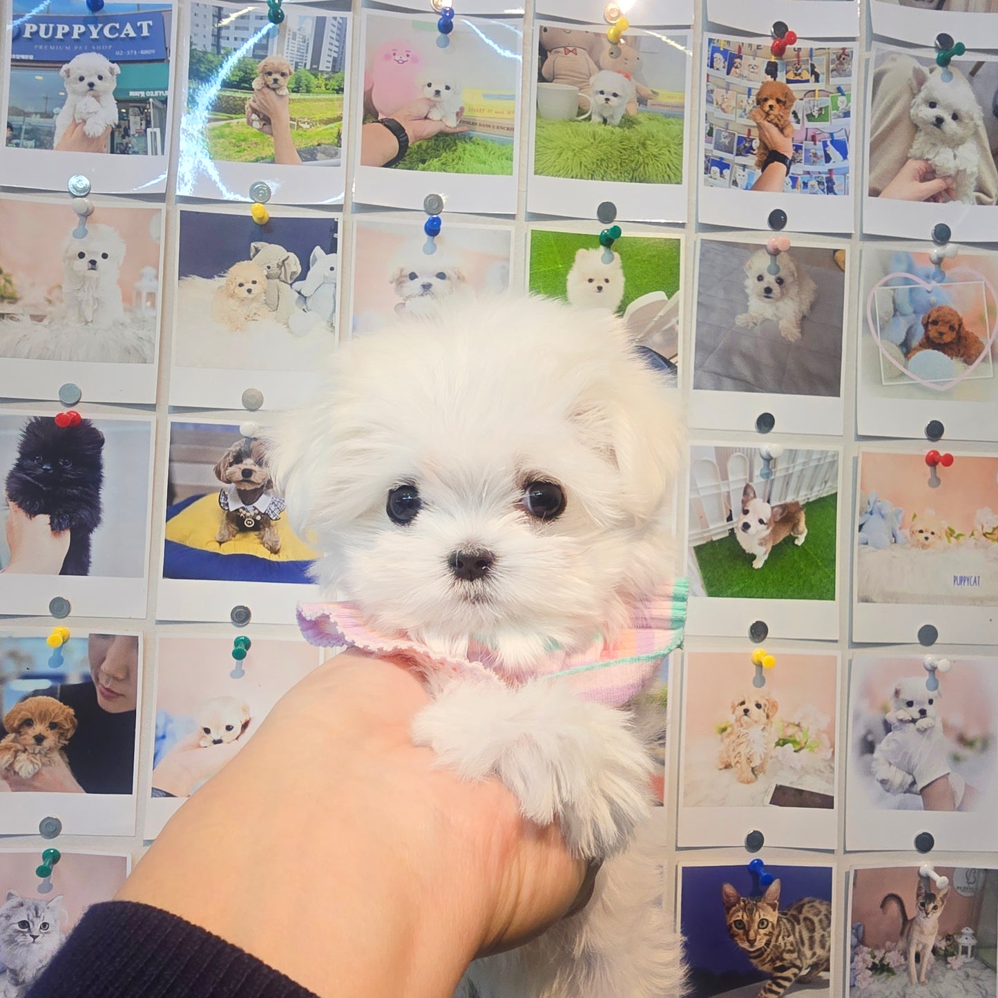 Mini Maltese-sunja (Singapore shipping fee included)