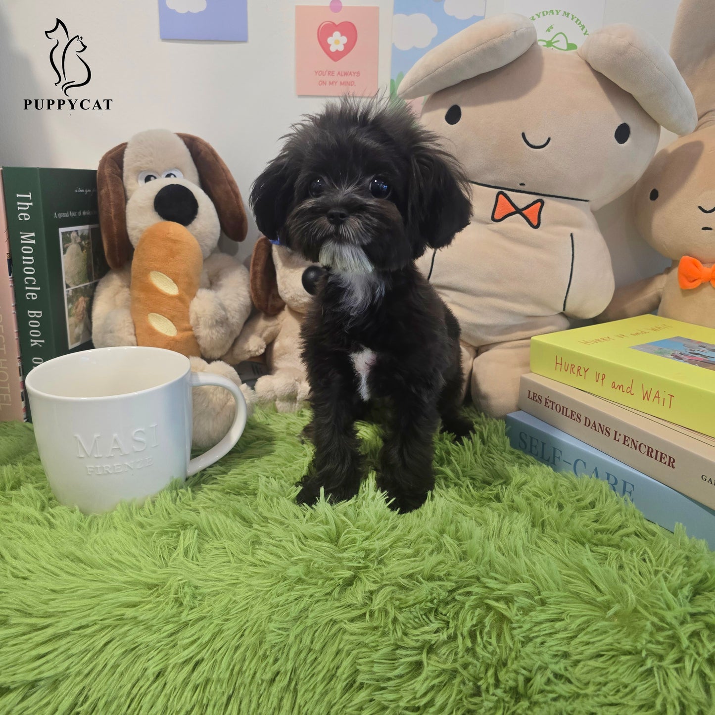Mini Maltipoo-Burch (Singapore shipping fee included)