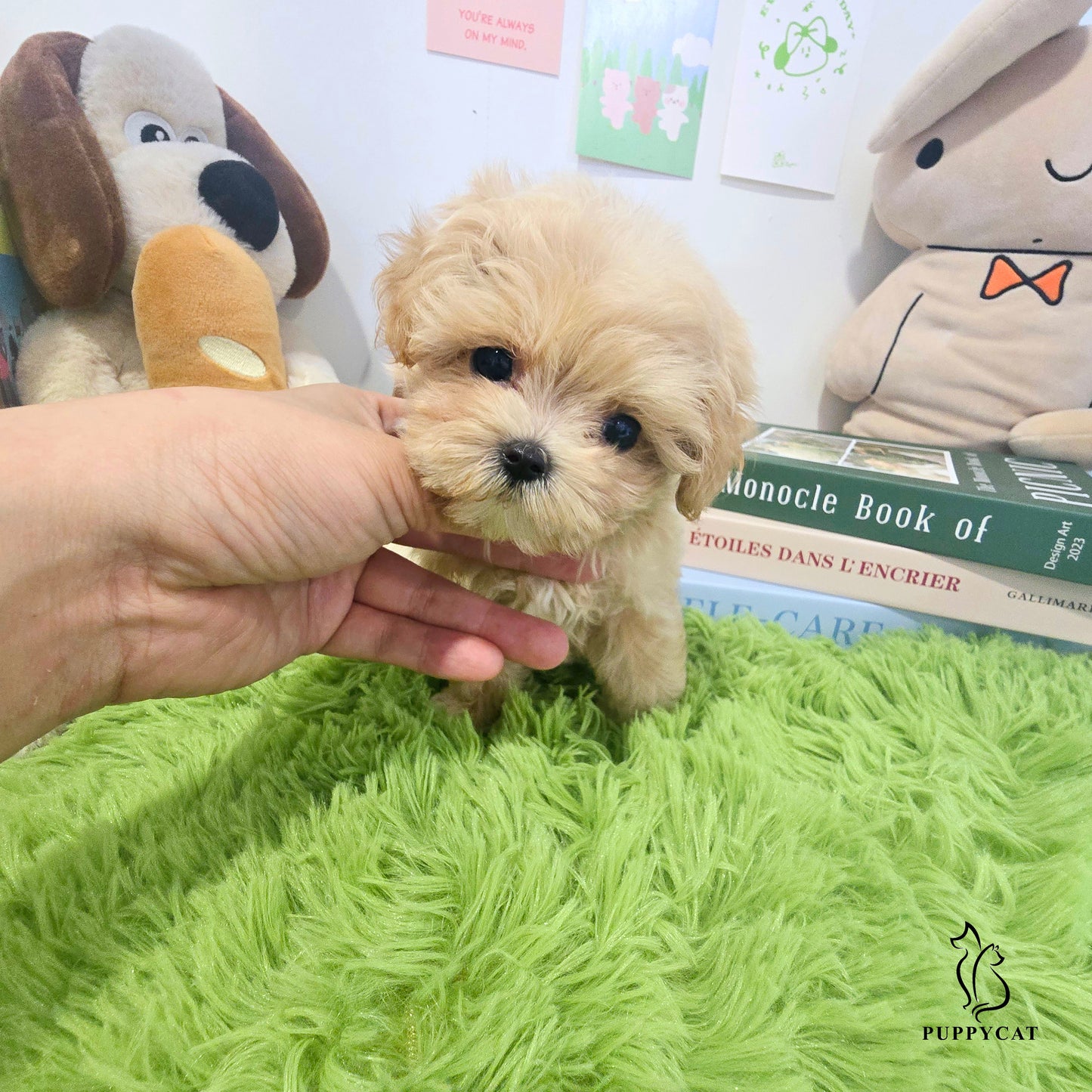 Mini Maltipoo for sale-Hera