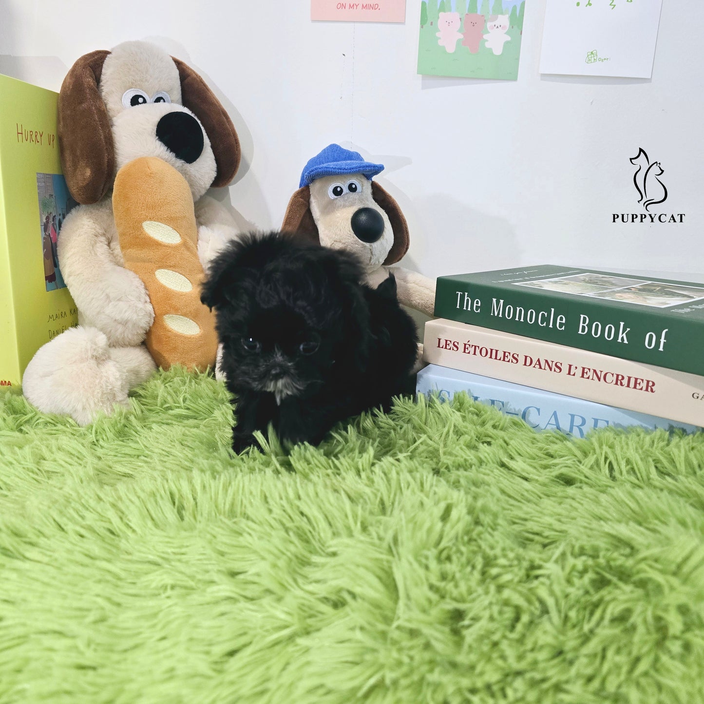 Mini Maltipoo-Burch (Singapore shipping fee included)