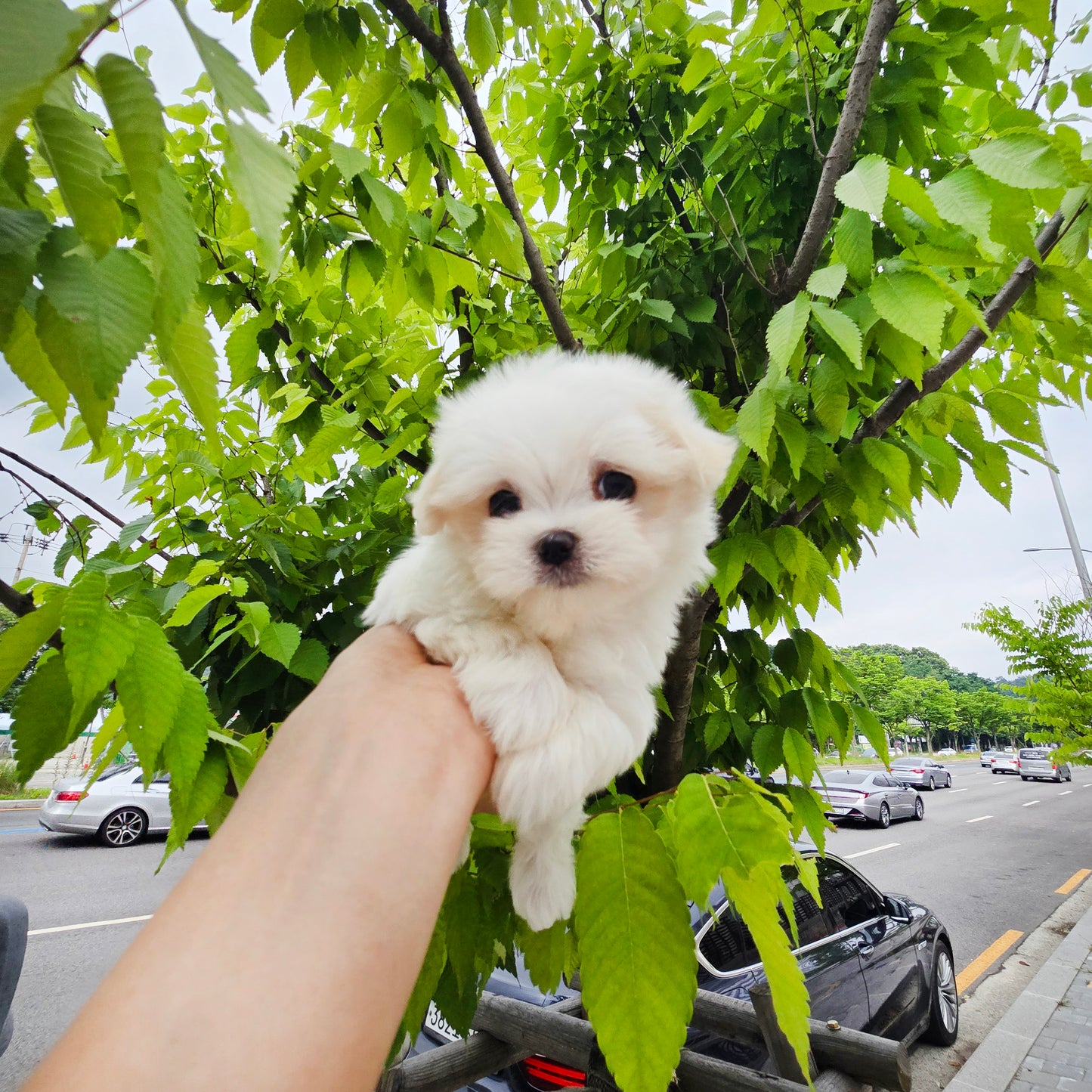 Mini Maltese for sale - Puding