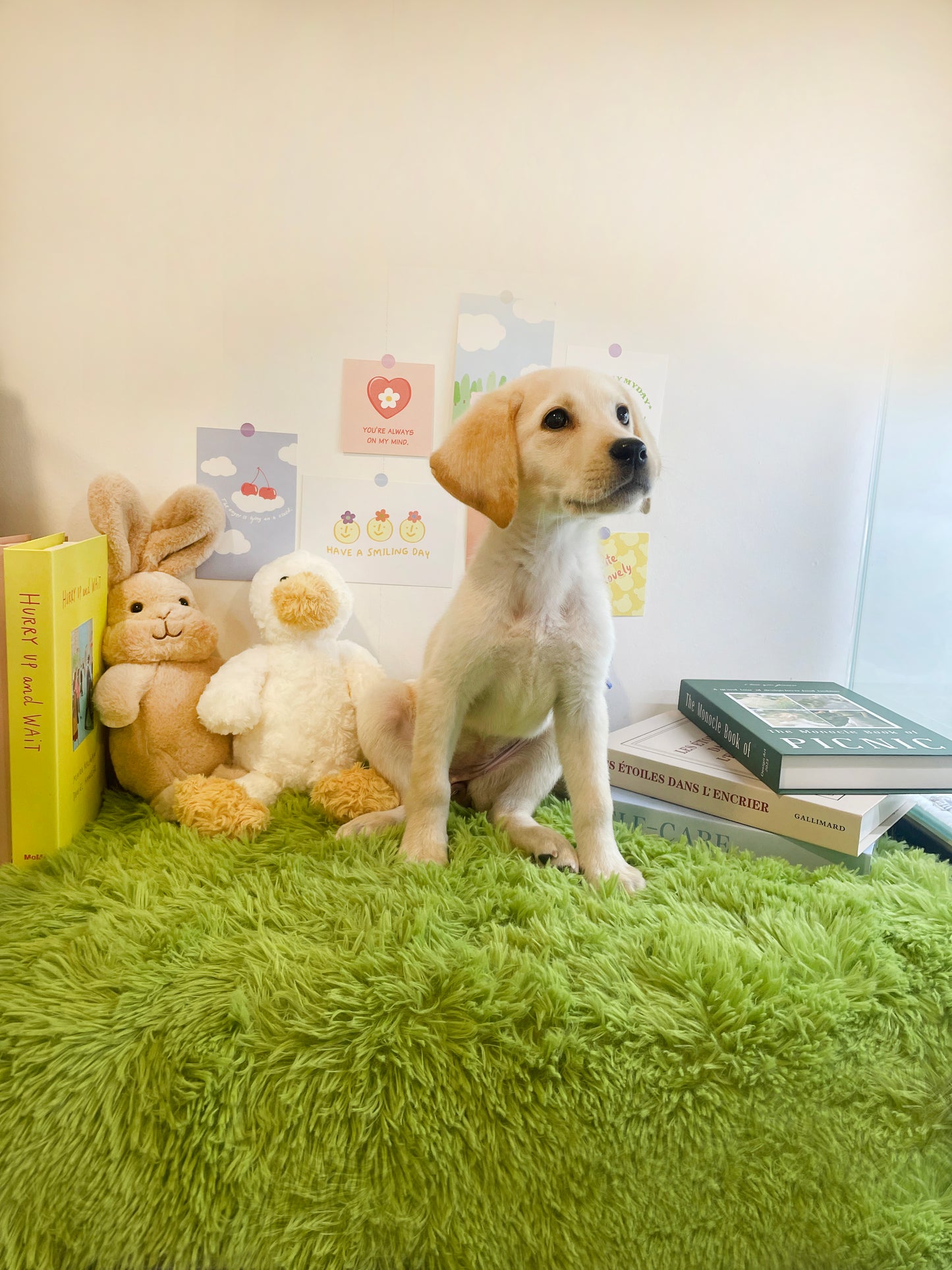 Retriever- Mungchi (Singapore shipping fee included)