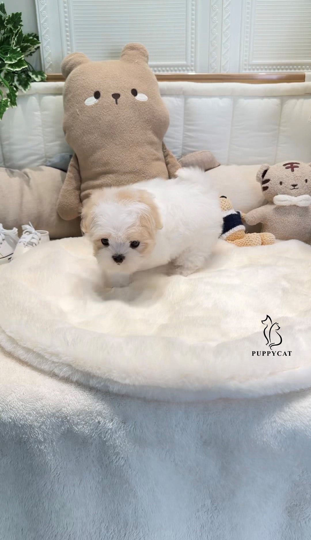 Mini Maltipoo- Jack (Singapore shipping fee included)