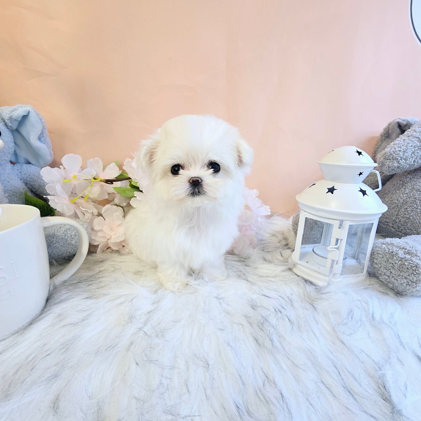 Mini Maltese- Sasha (Singapore shipping fee included)