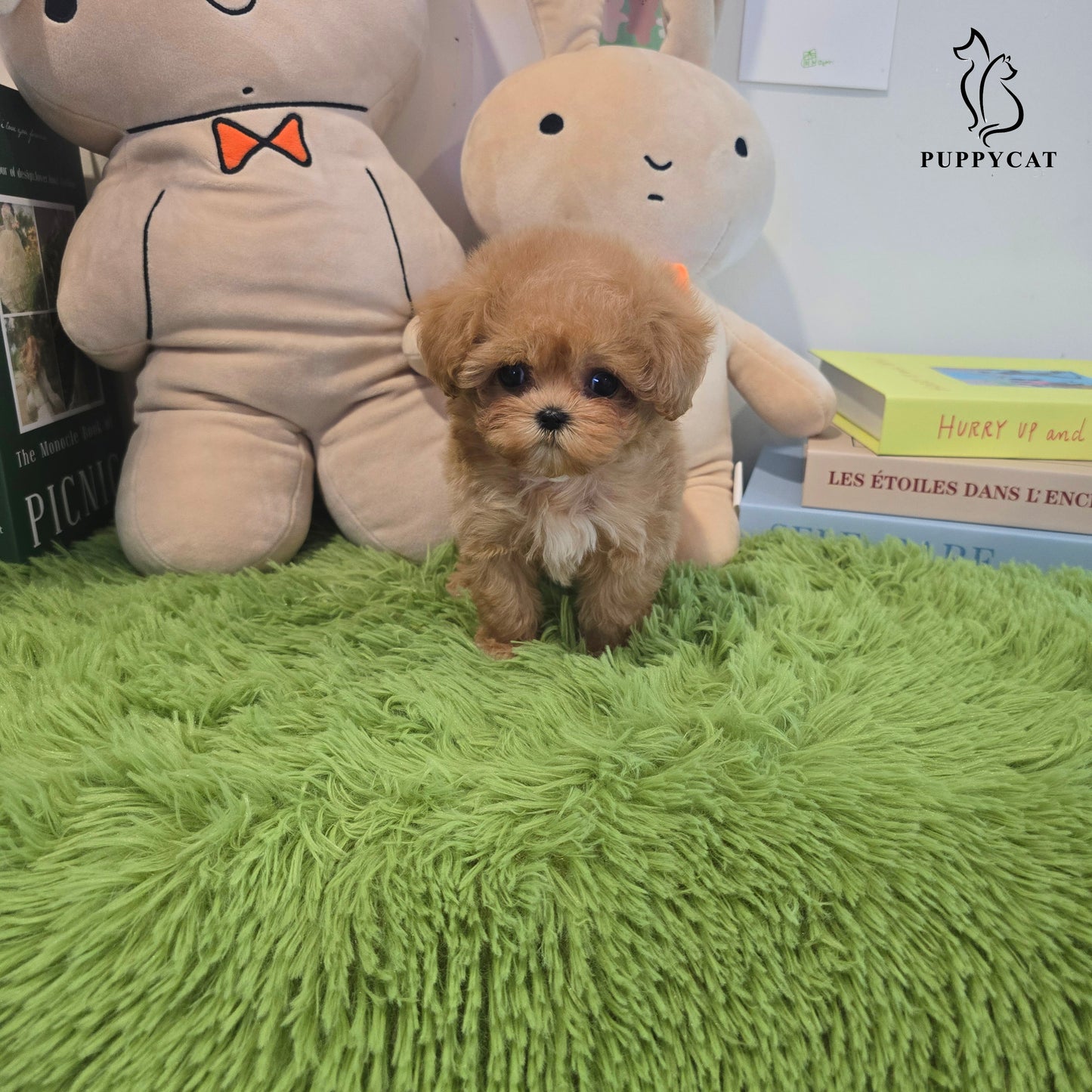 Mini Maltipoo- Kkomi (Singapore shipping fee included)