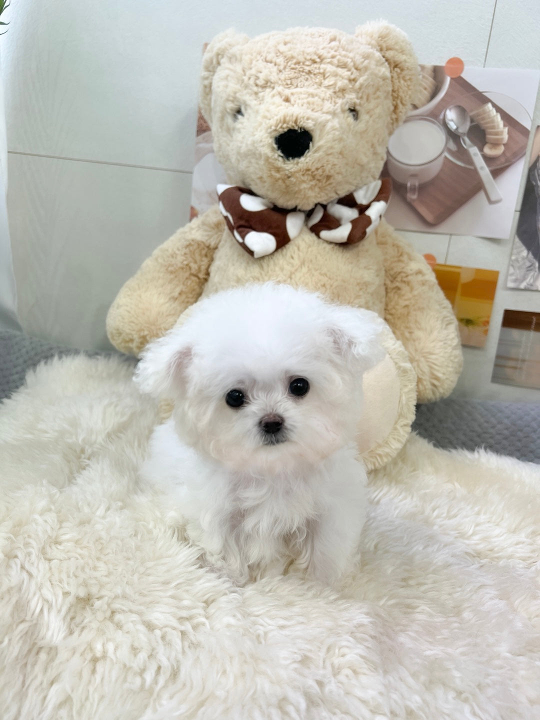 Mini Bichon - WINTER (Singapore shipping fee included)
