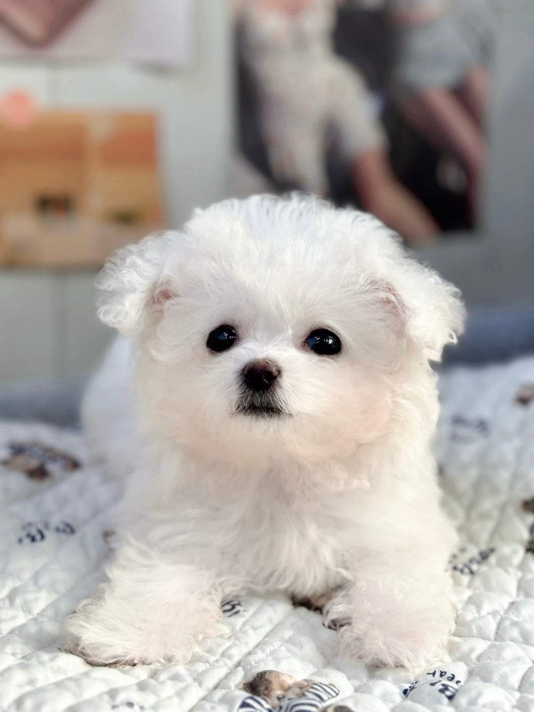 Mini Bichon - WINTER (Singapore shipping fee included)