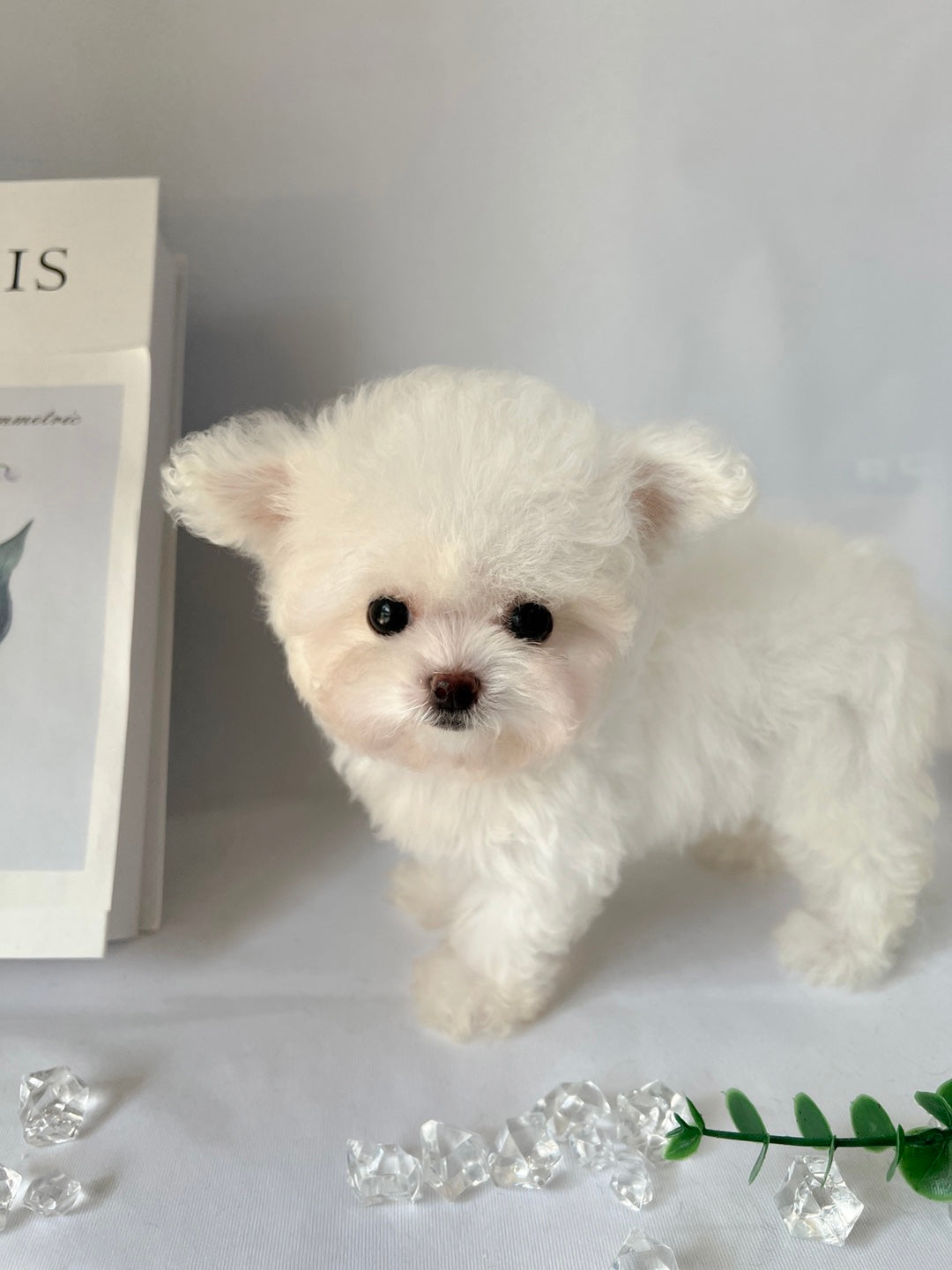 Mini Bichon - WINTER (Singapore shipping fee included)