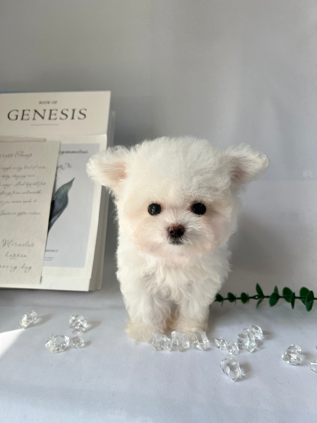 Mini Bichon - WINTER (Singapore shipping fee included)