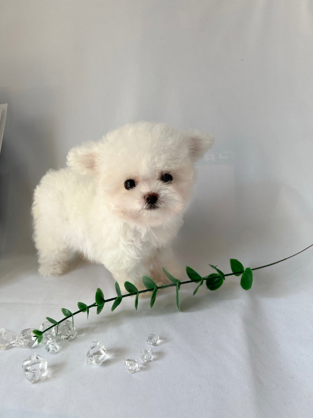 Mini Bichon - WINTER (Singapore shipping fee included)