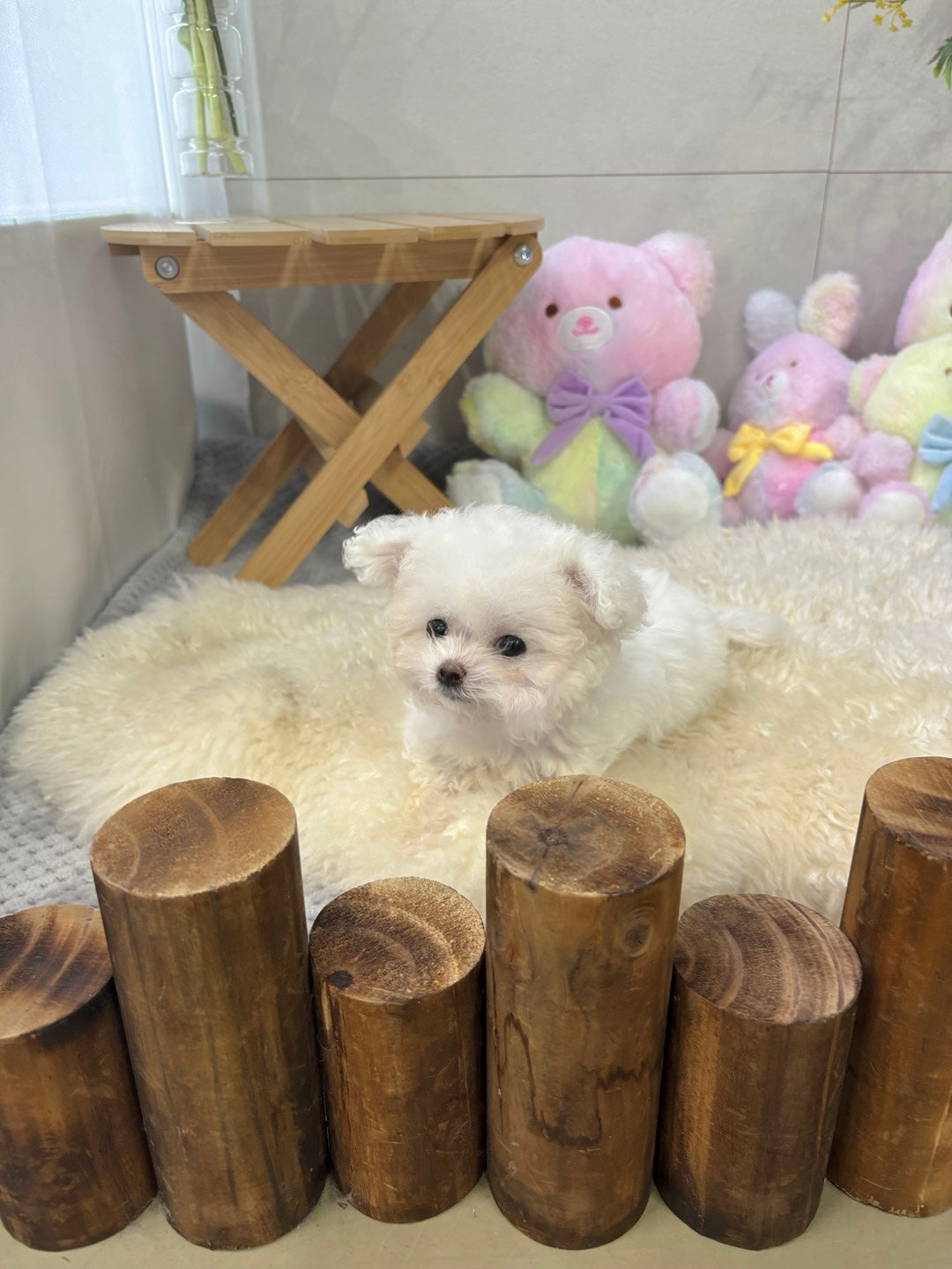 Mini Bichon - WINTER (Singapore shipping fee included)