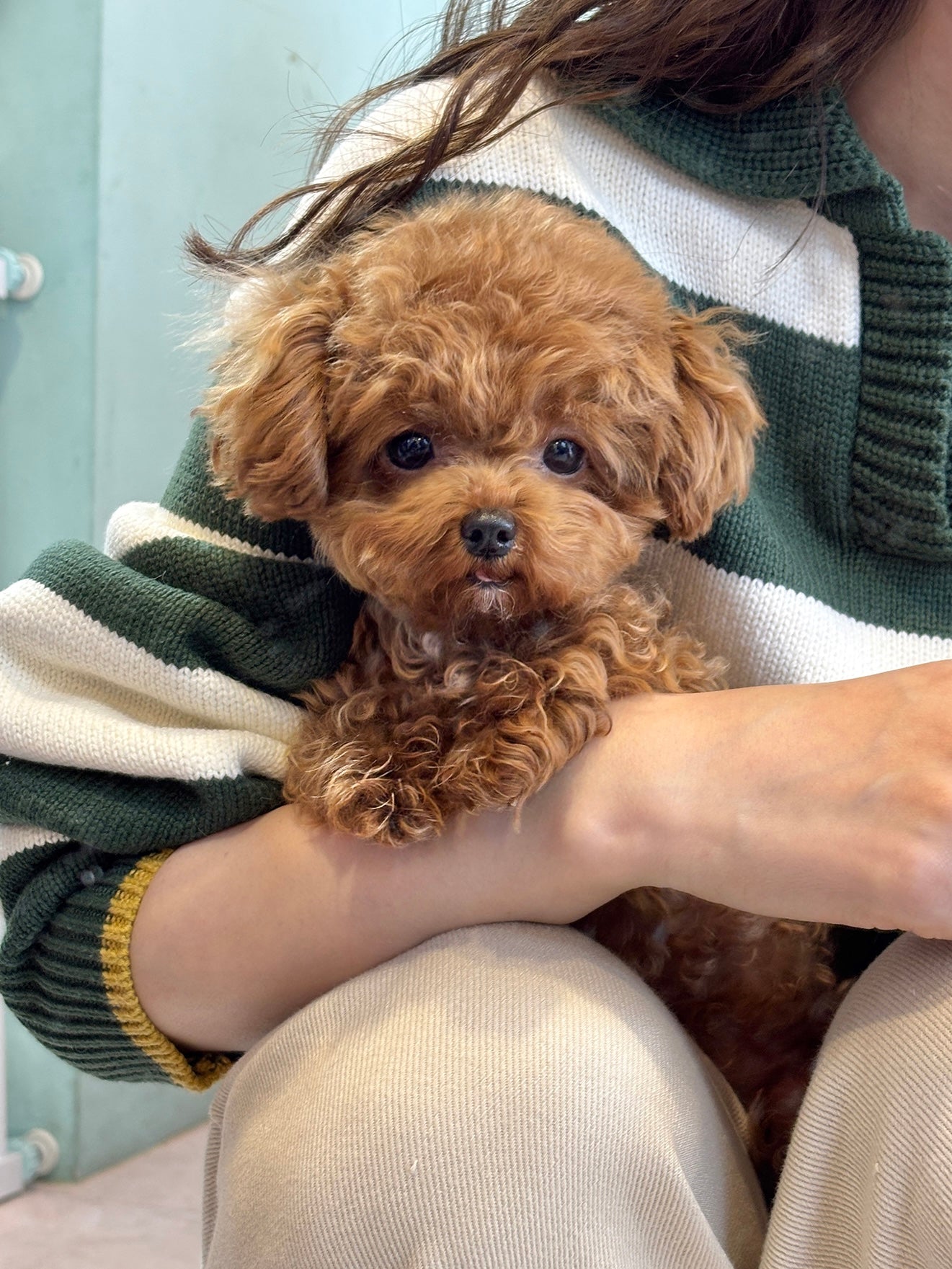 Toy poodle for sale-Toby