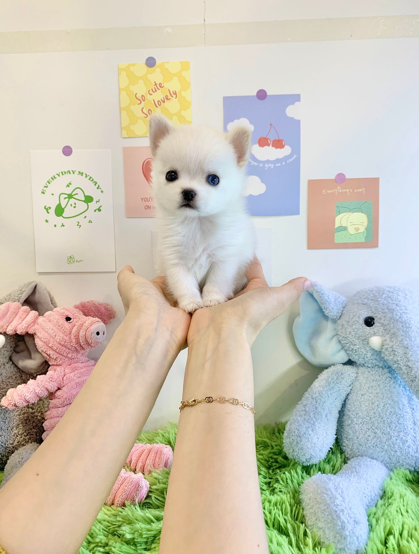 Pomsky for sale- Louie