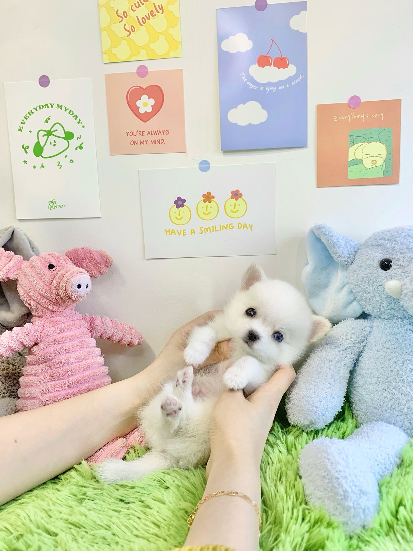 Pomsky for sale- Louie