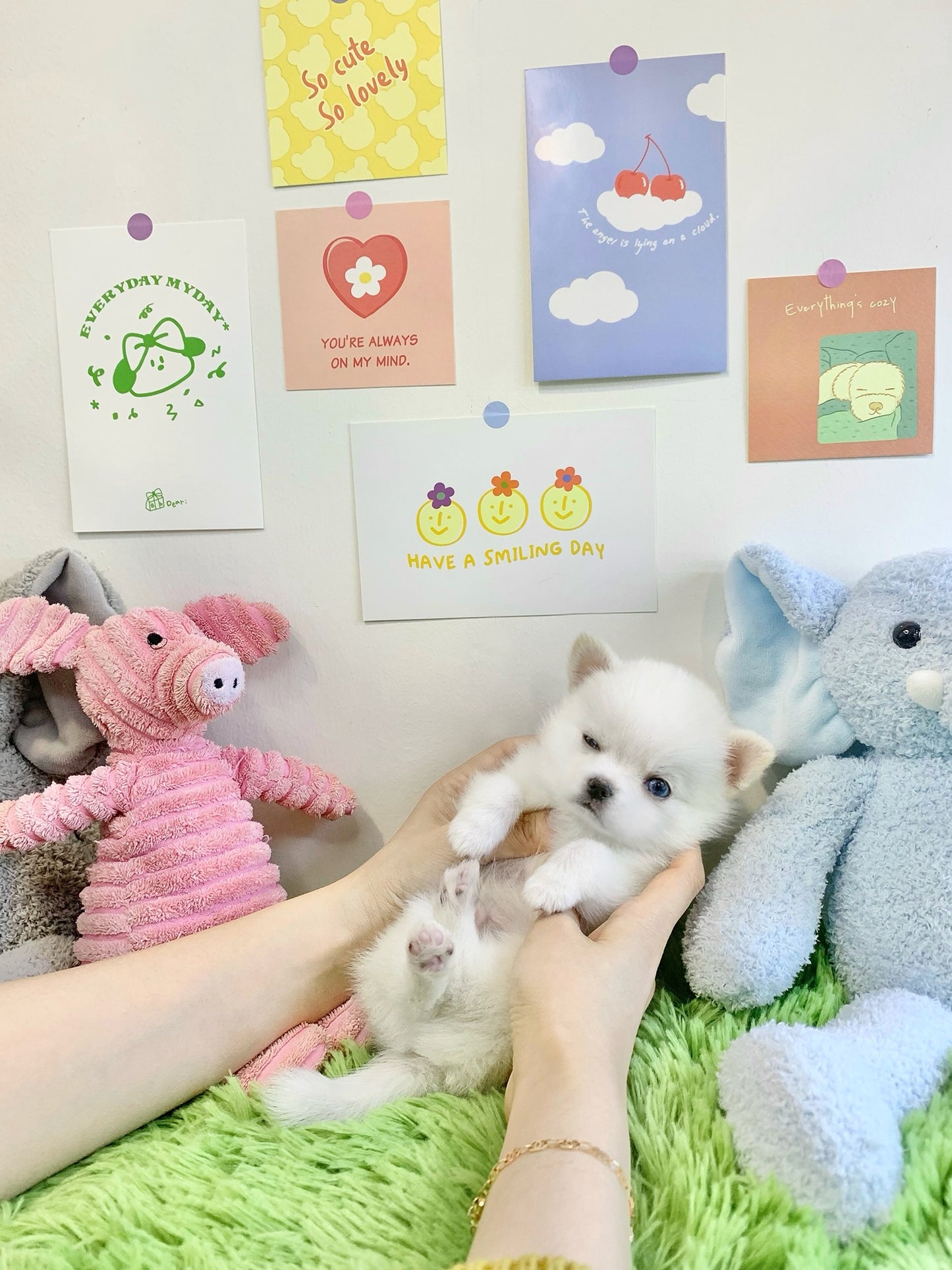 Pomsky-Louie (Singapore shipping fee included)