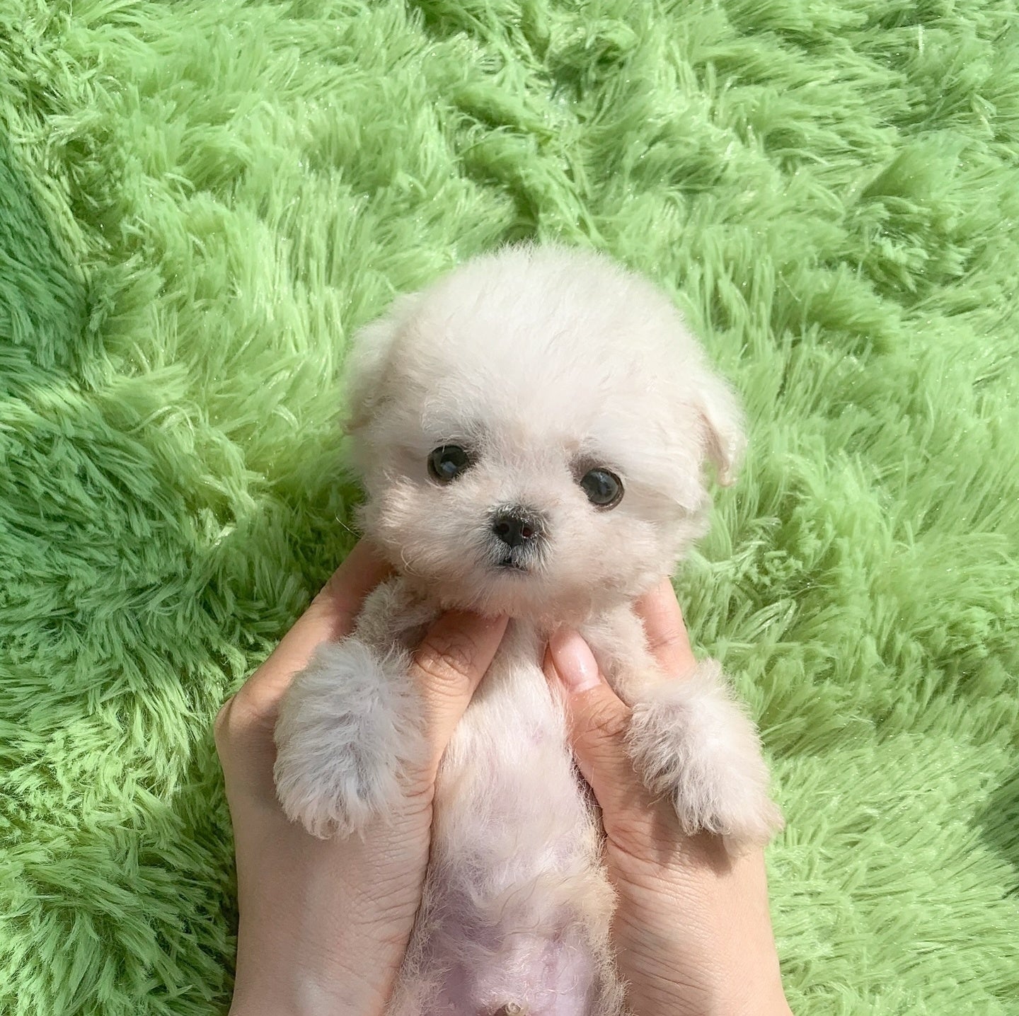 Poochon - Cooper (Singapore shipping fee included)
