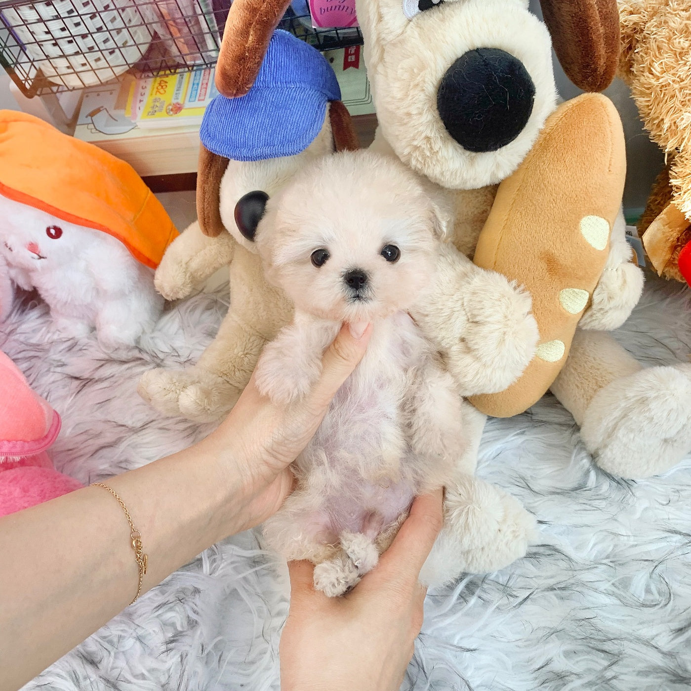 Poochon - Cooper (Singapore shipping fee included)