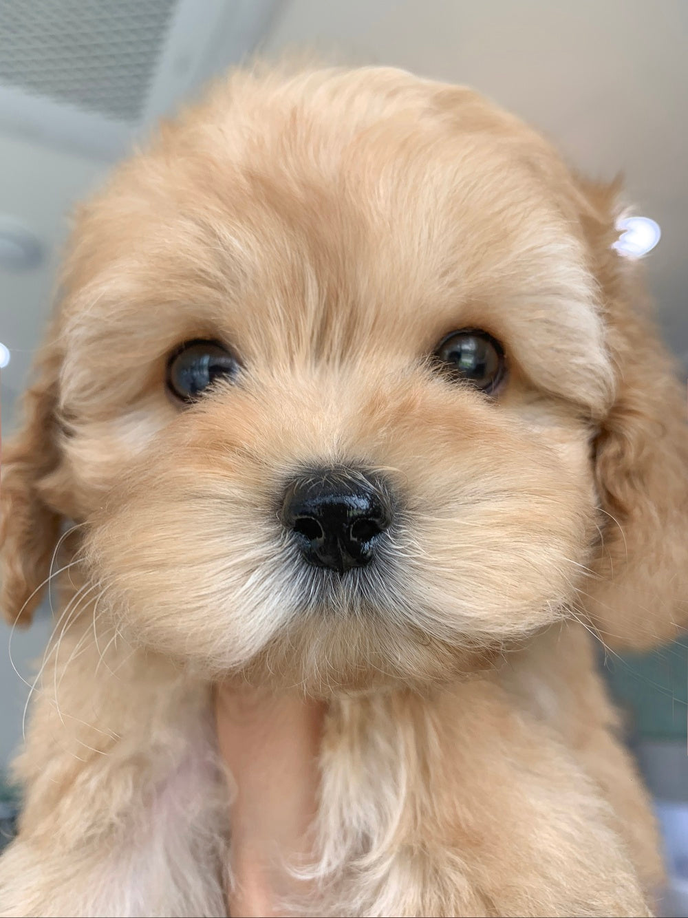 Mini Goldendoodle - Oscar (Singapore shipping fee included)