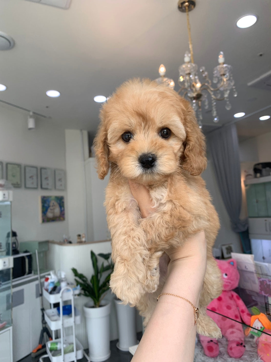 Mini Goldendoodle - Oscar (Singapore shipping fee included)