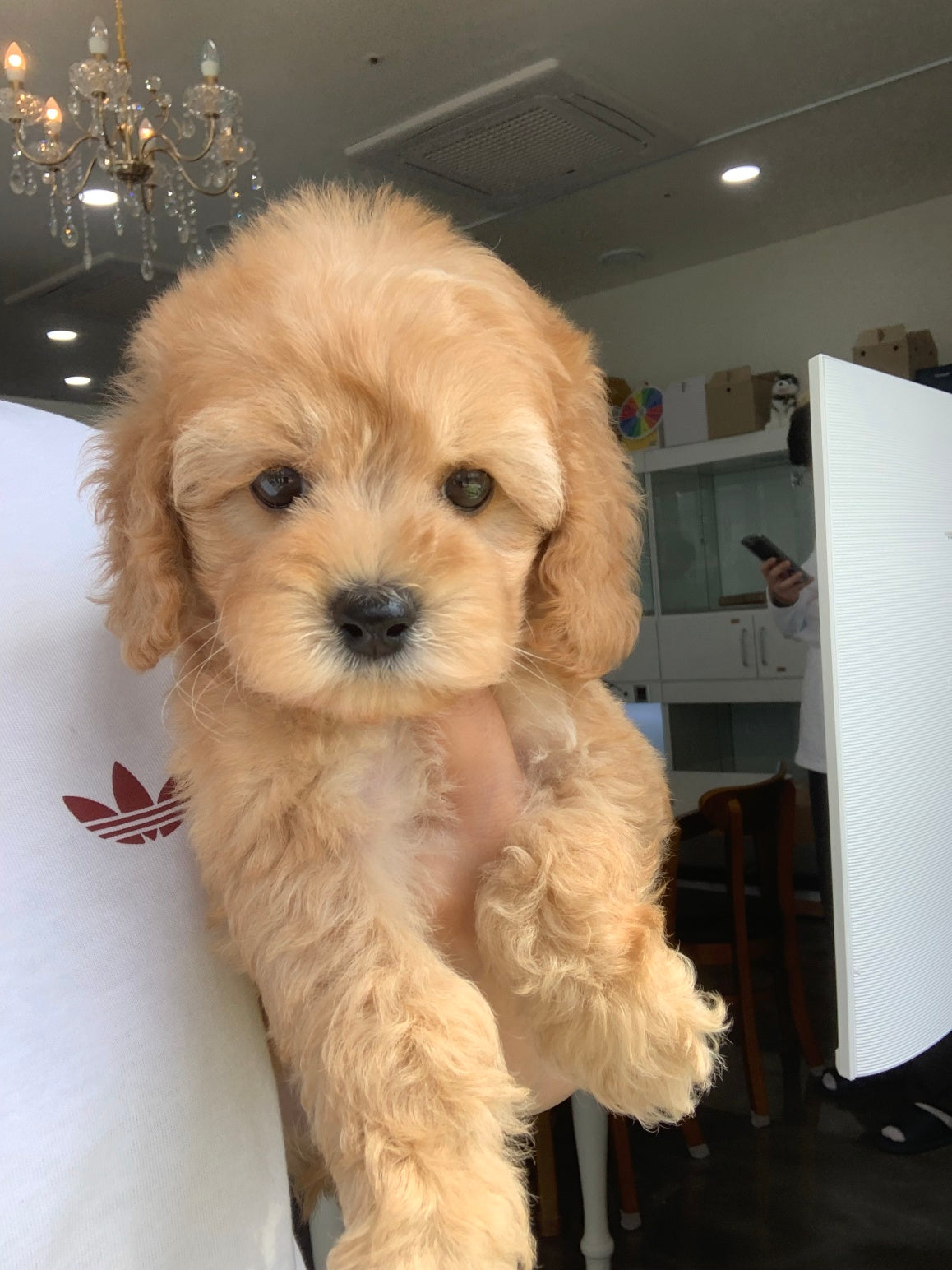 Mini Goldendoodle - Oscar (Singapore shipping fee included)