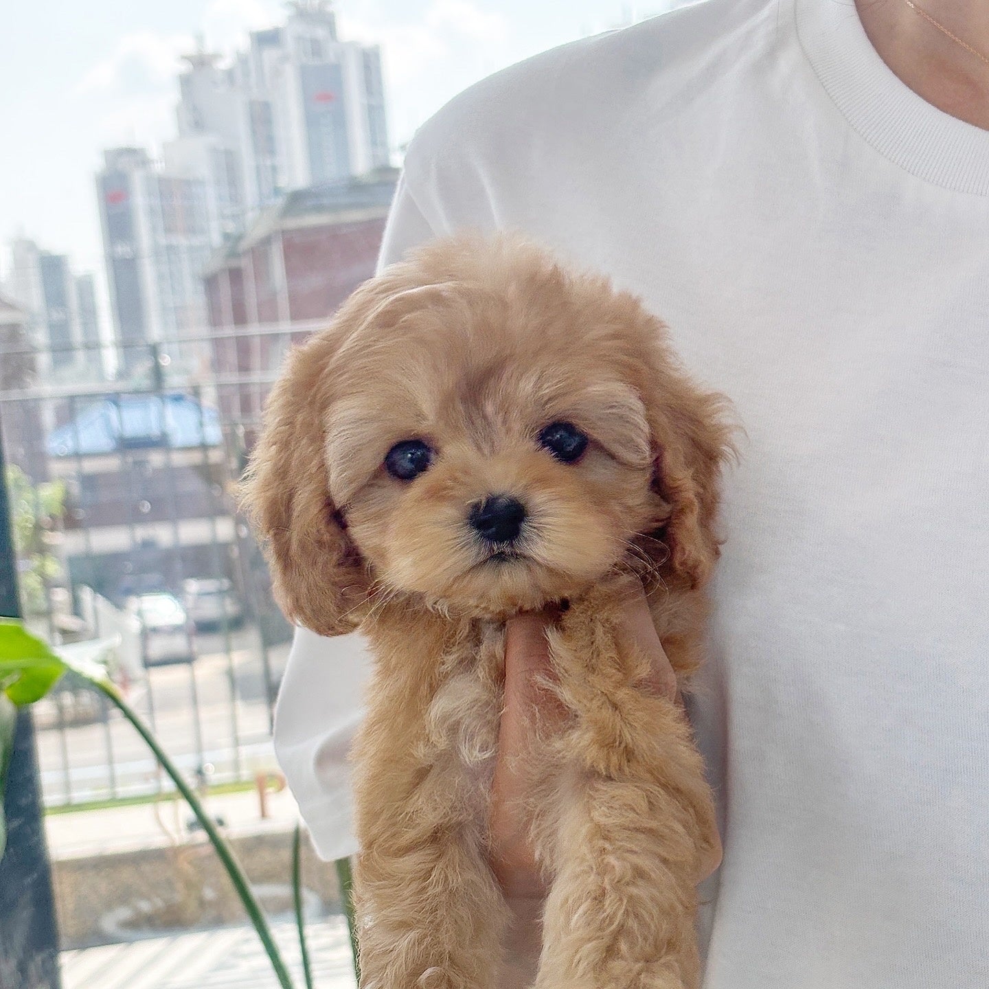 Mini Goldendoodle - Oscar (Singapore shipping fee included)