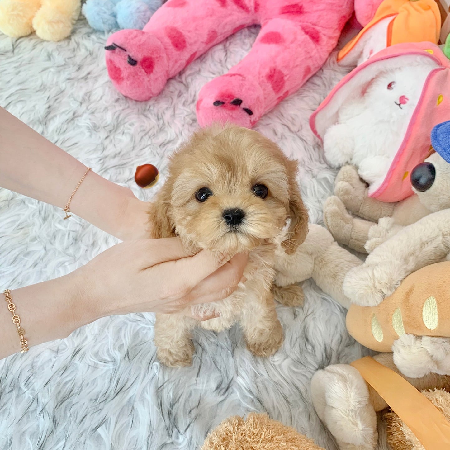 Mini Goldendoodle - Oscar (Singapore shipping fee included)