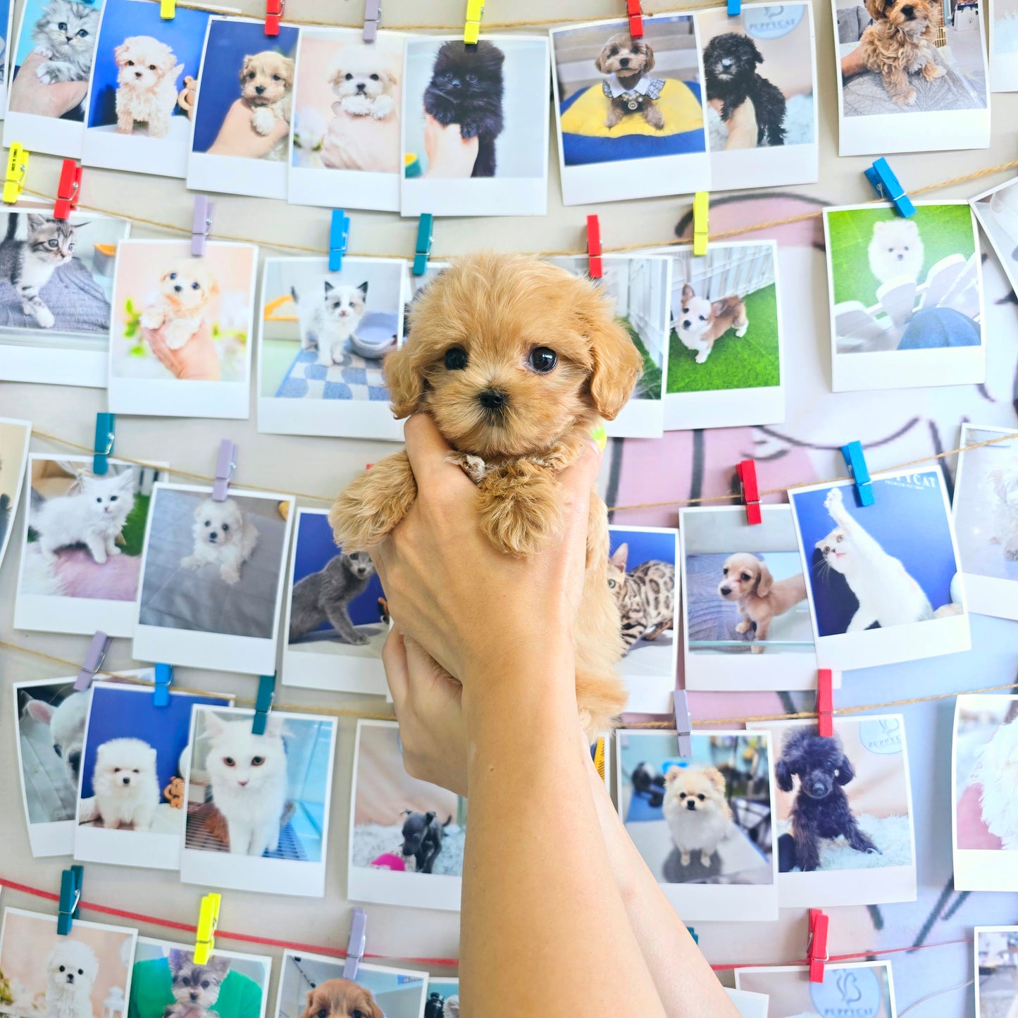 Mini Maltipoo for sale-Cherry