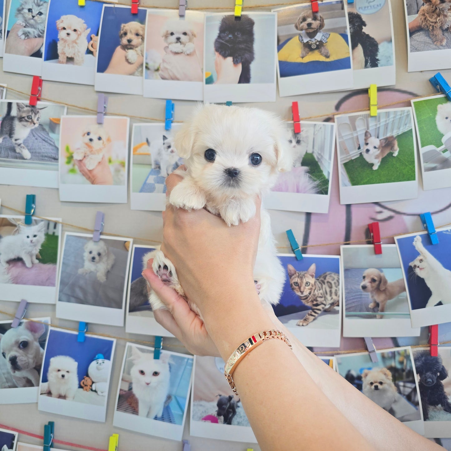 Mini Maltese for sale - Yomi
