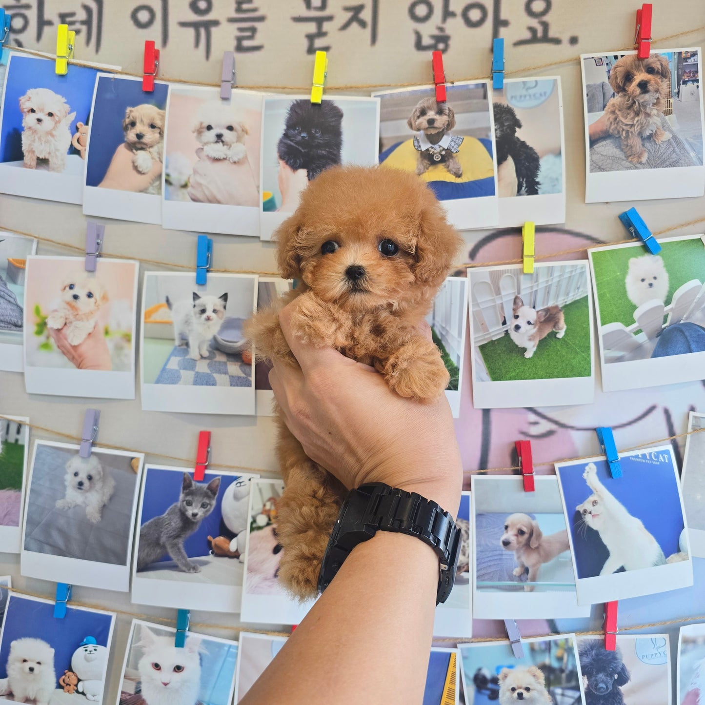 Toy poodle- Venny (Singapore shipping fee included)