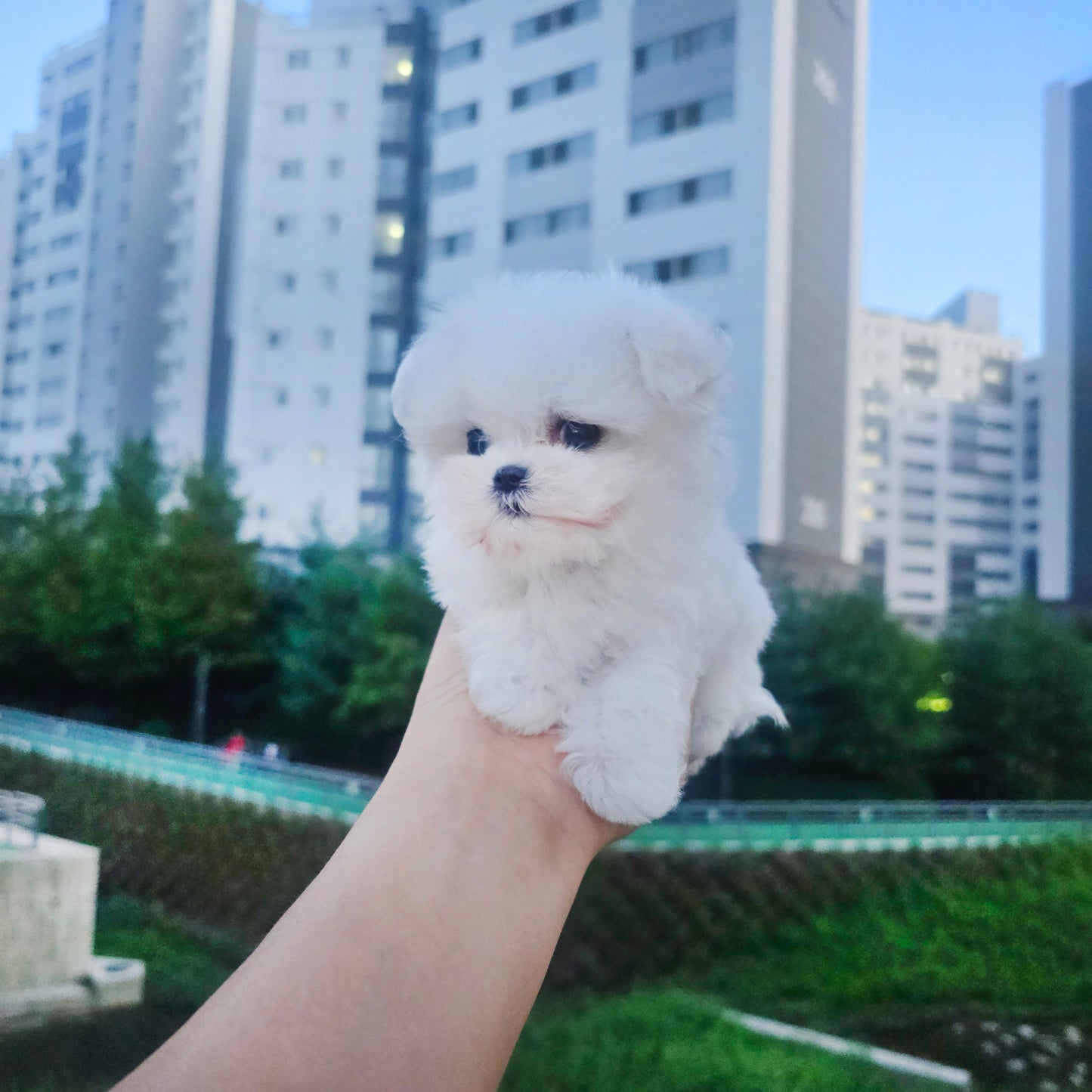 Mini Maltese- Rooney (Singapore shipping fee included)