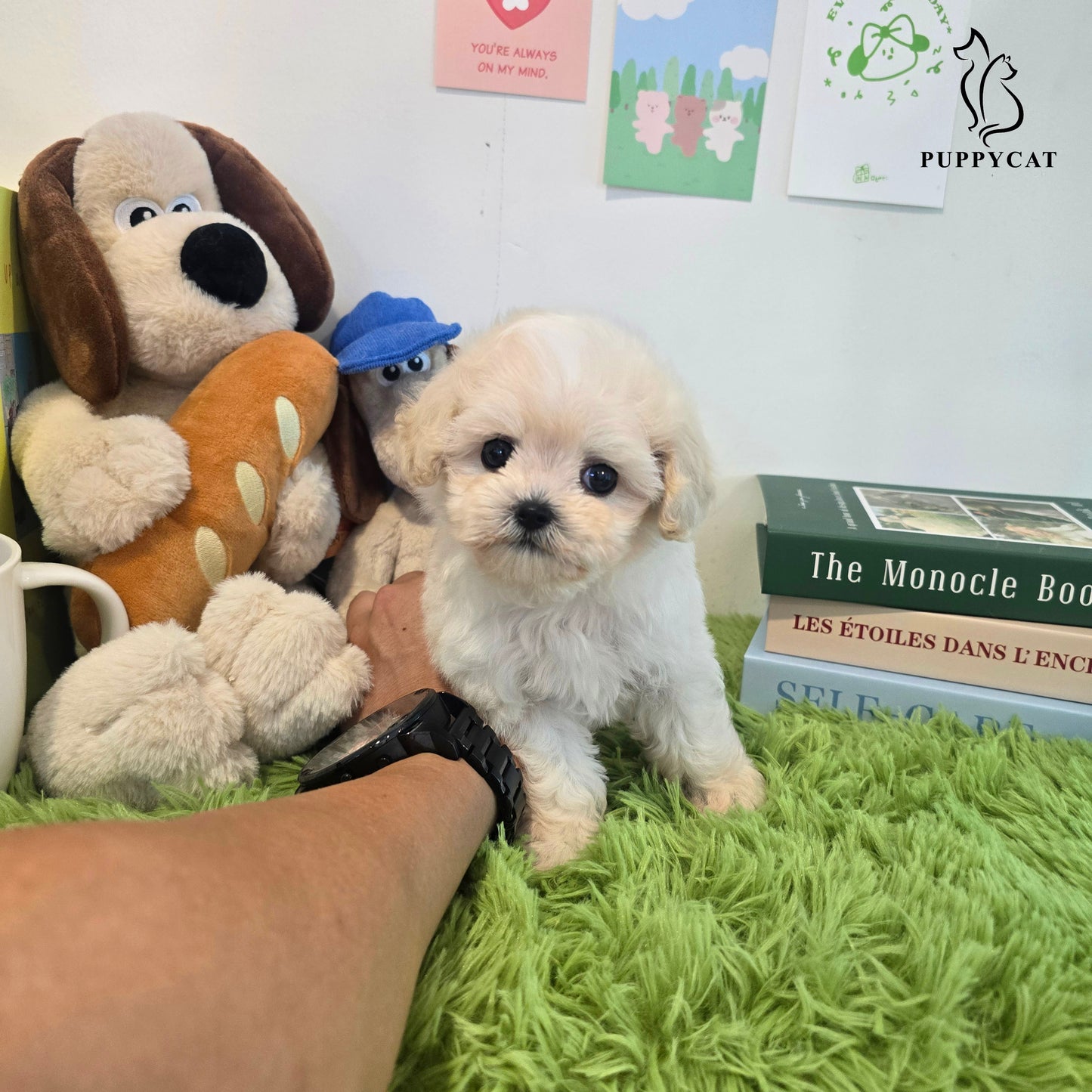 Mini Maltipoo for sale-Puding