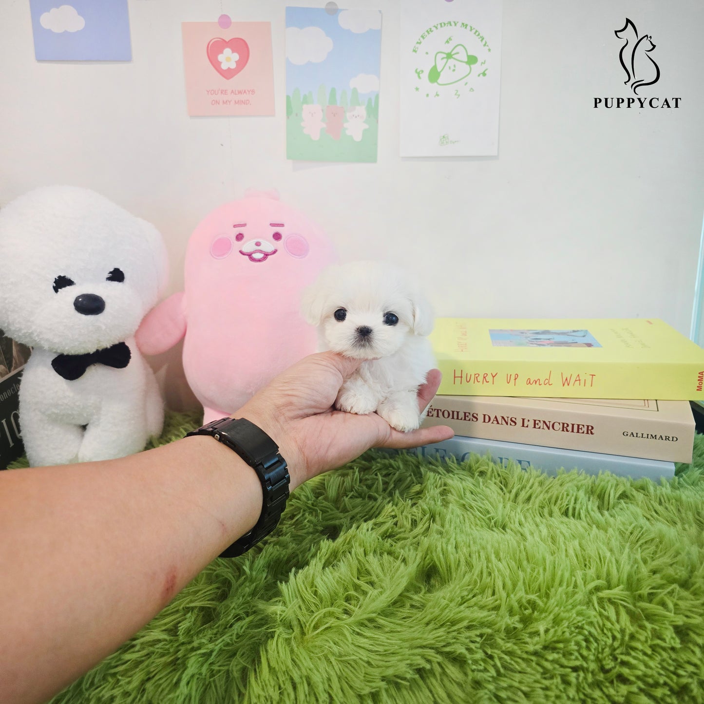 Mini Maltese for sale - Yomi
