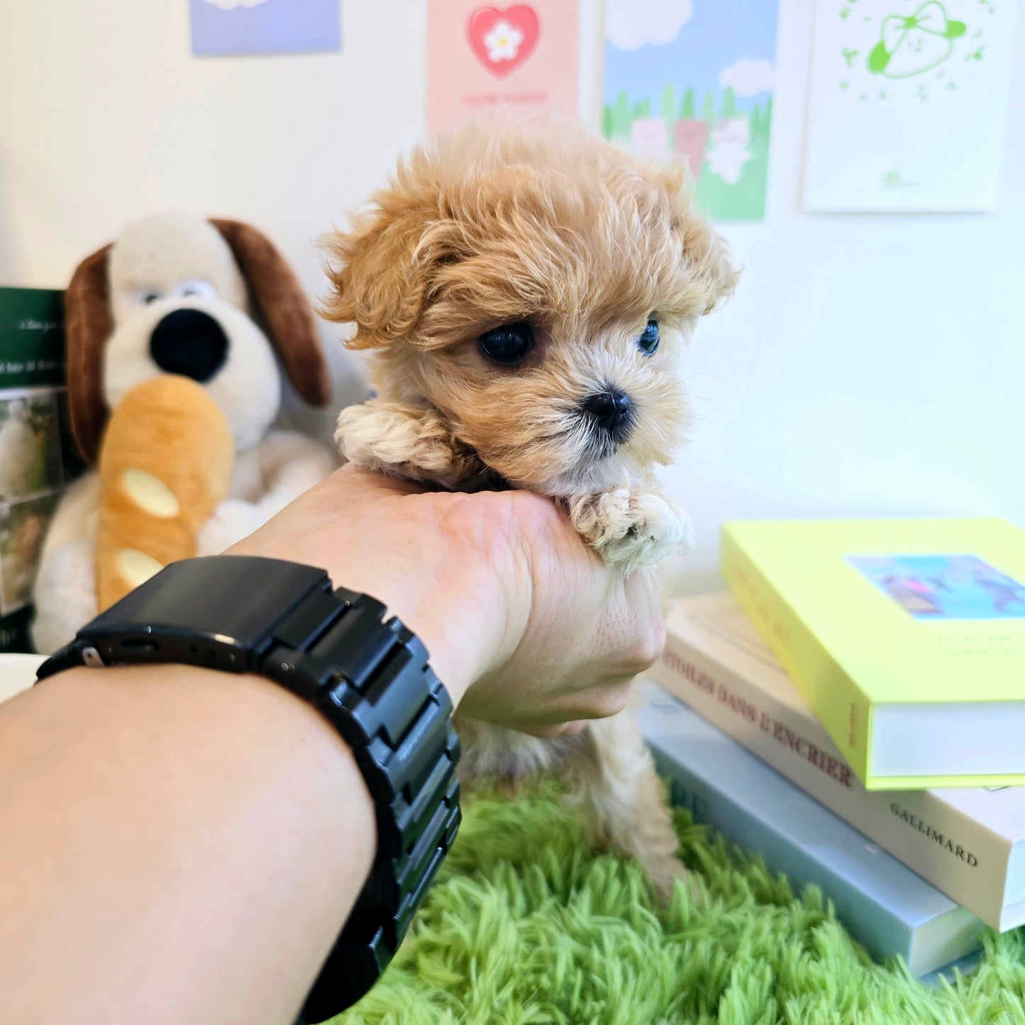 Mini Maltipoo- Kiss (Singapore shipping fee included)