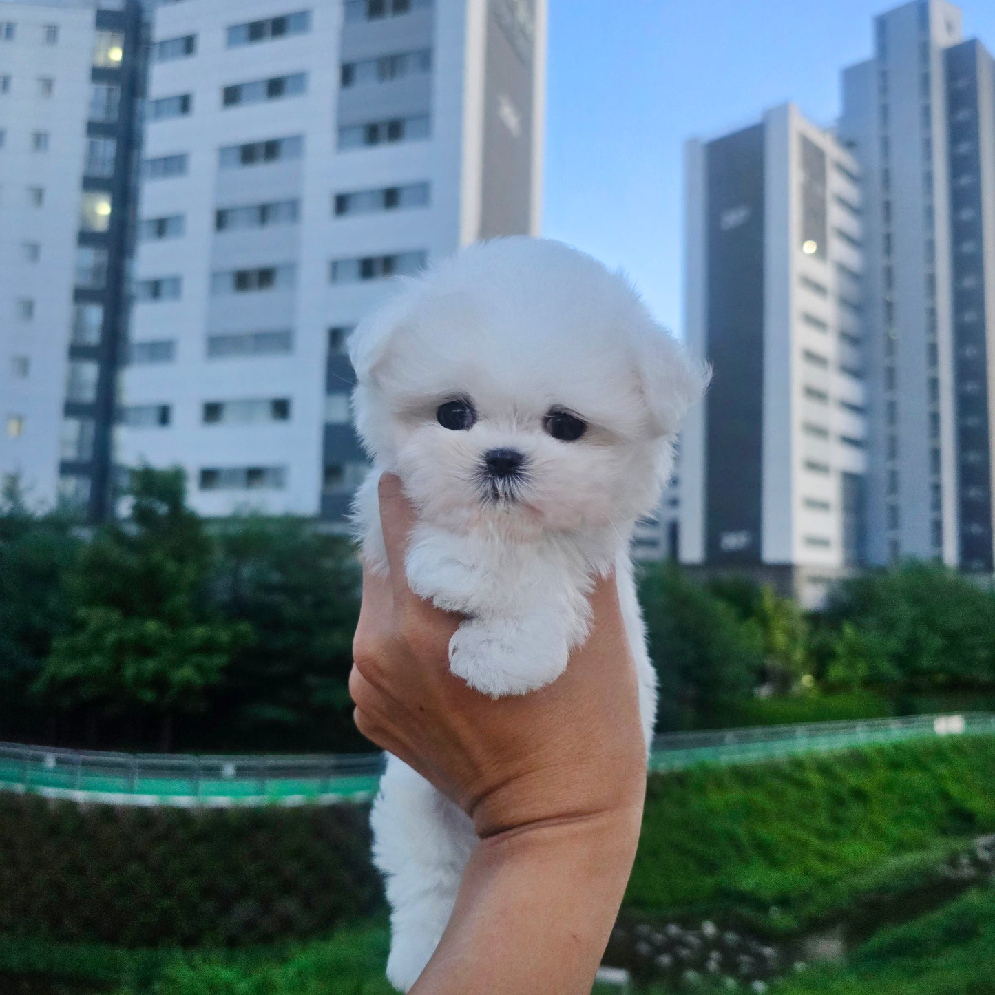 Mini Maltese- Rooney (Singapore shipping fee included)
