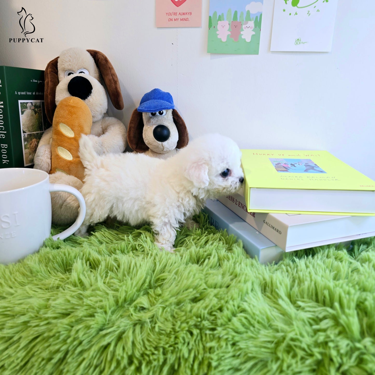 Mini Bichon Frise for sale-Seolki