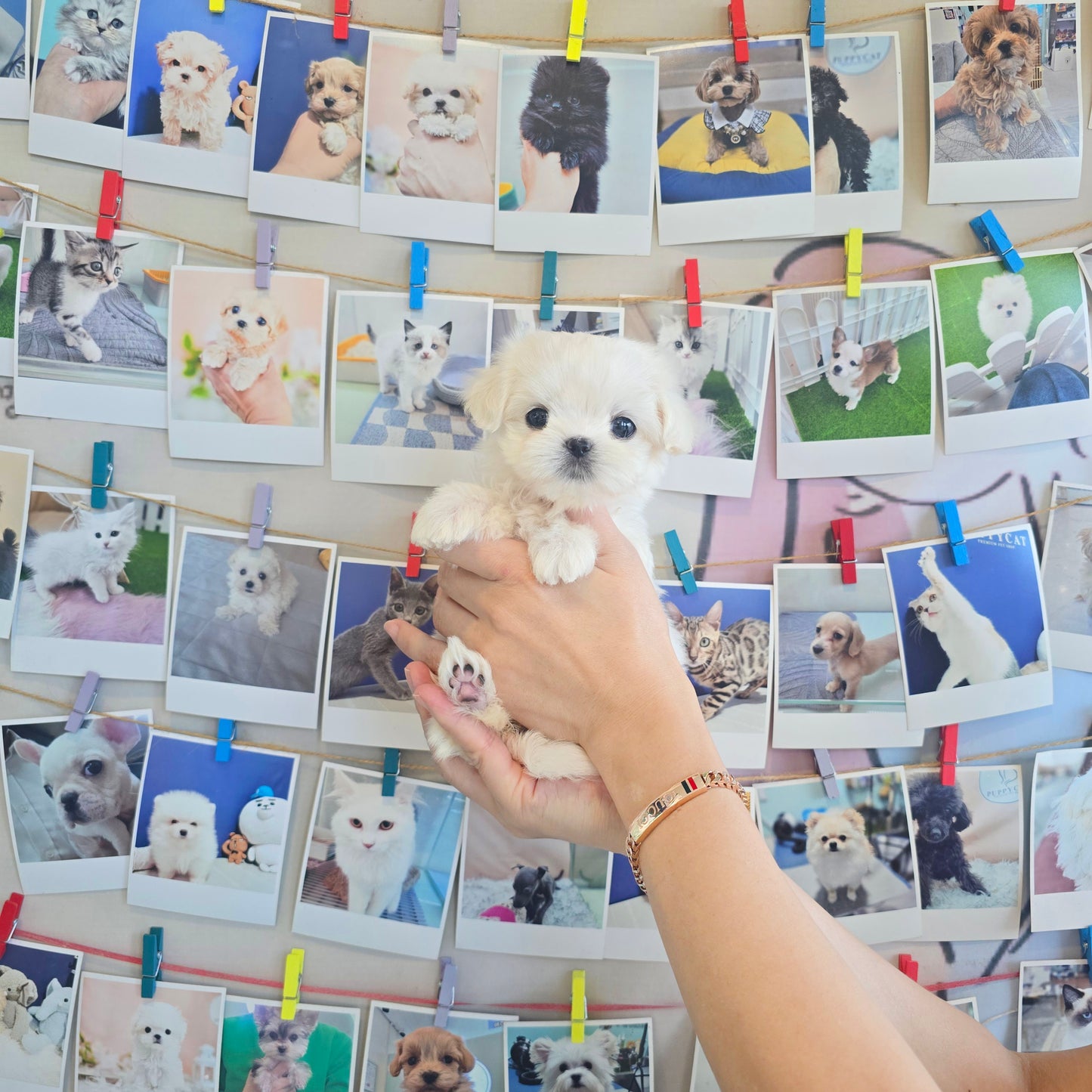 Mini Maltese for sale - Yomi