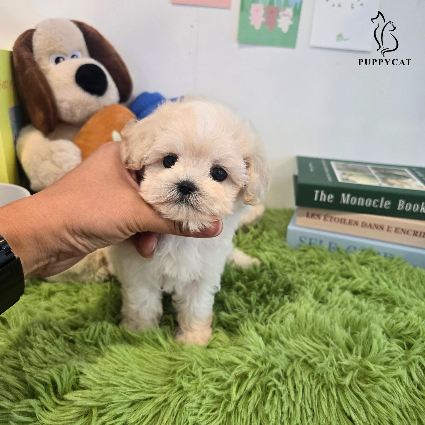 Mini Maltipoo for sale-Puding