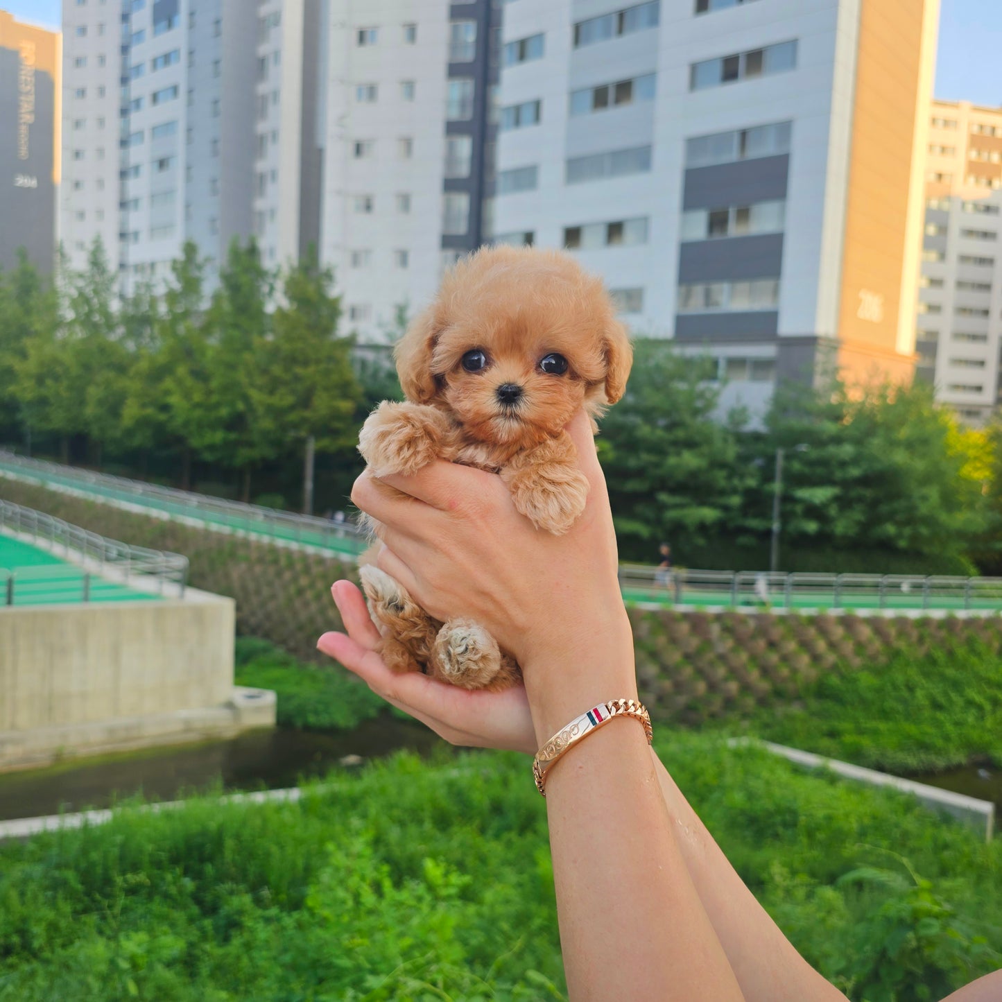 Mini Maltipoo- Kkomi (Singapore shipping fee included)