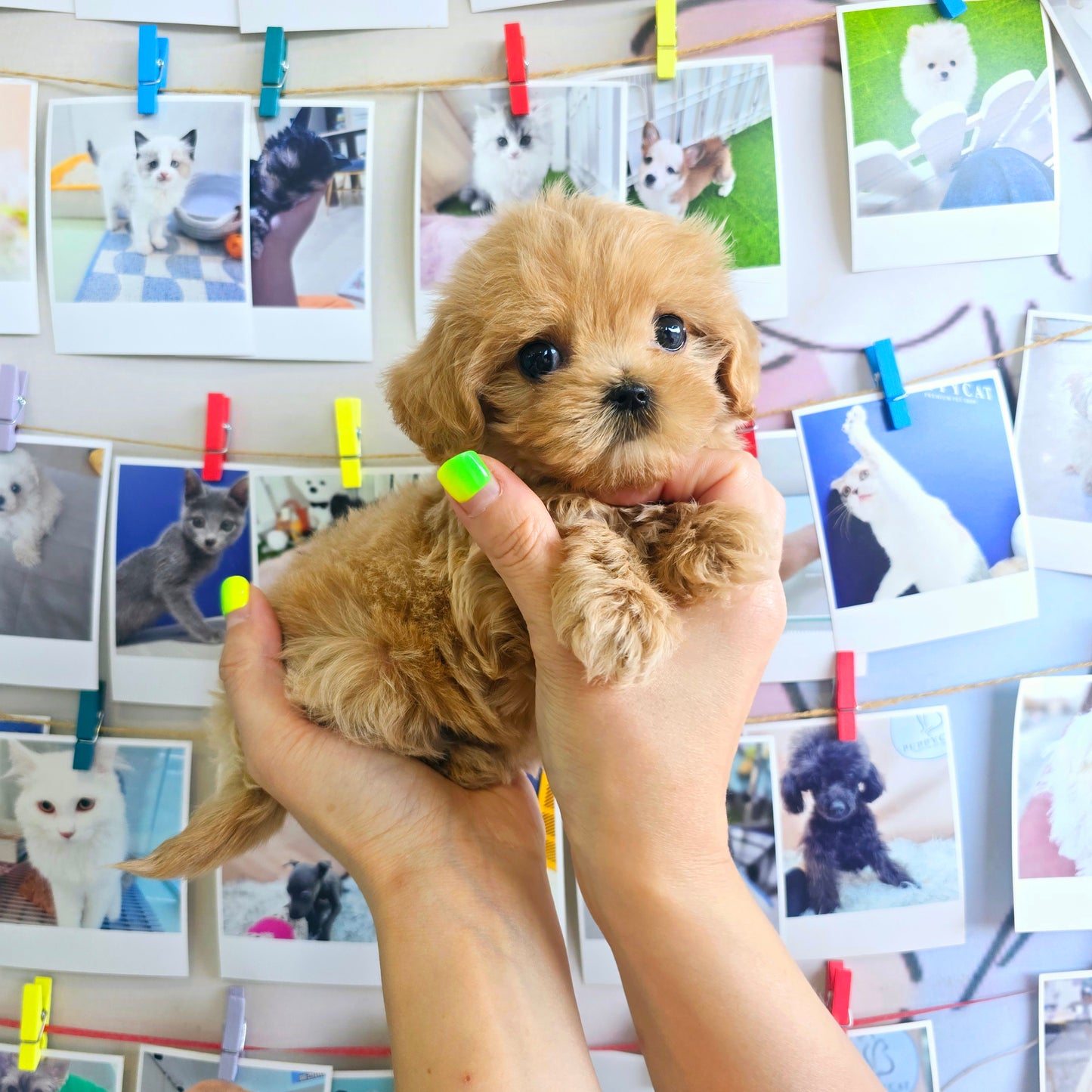 Mini Maltipoo for sale-Cherry