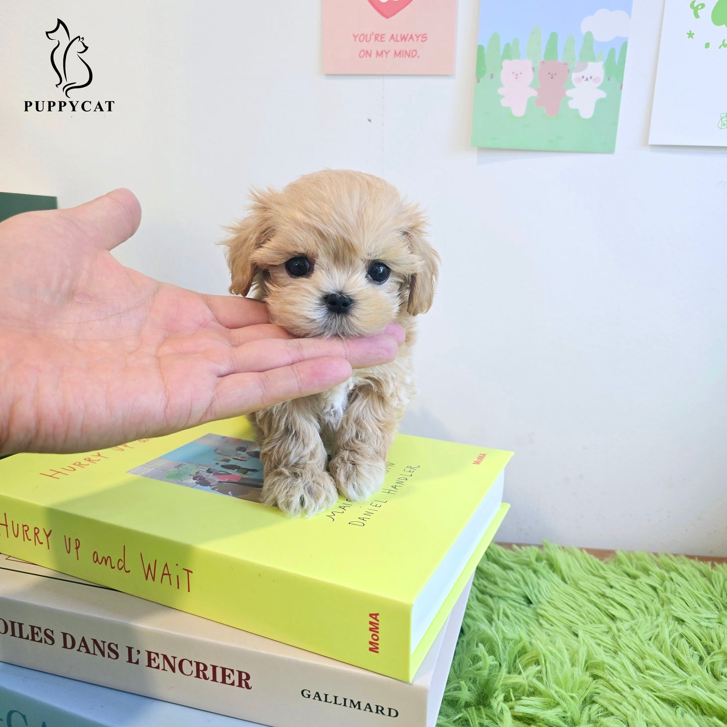 Mini Maltipoo for sale-Ali